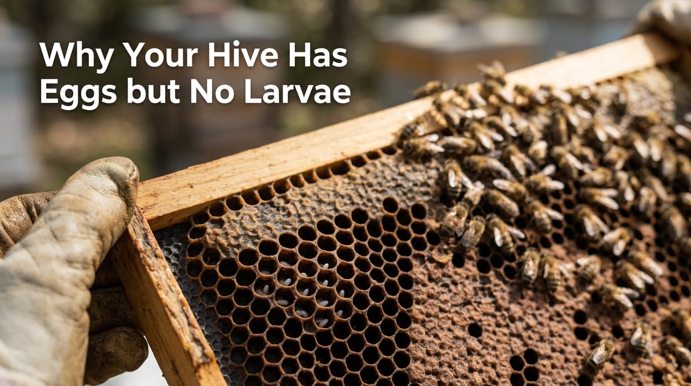 Why Your Hive Has Eggs but No Larvae