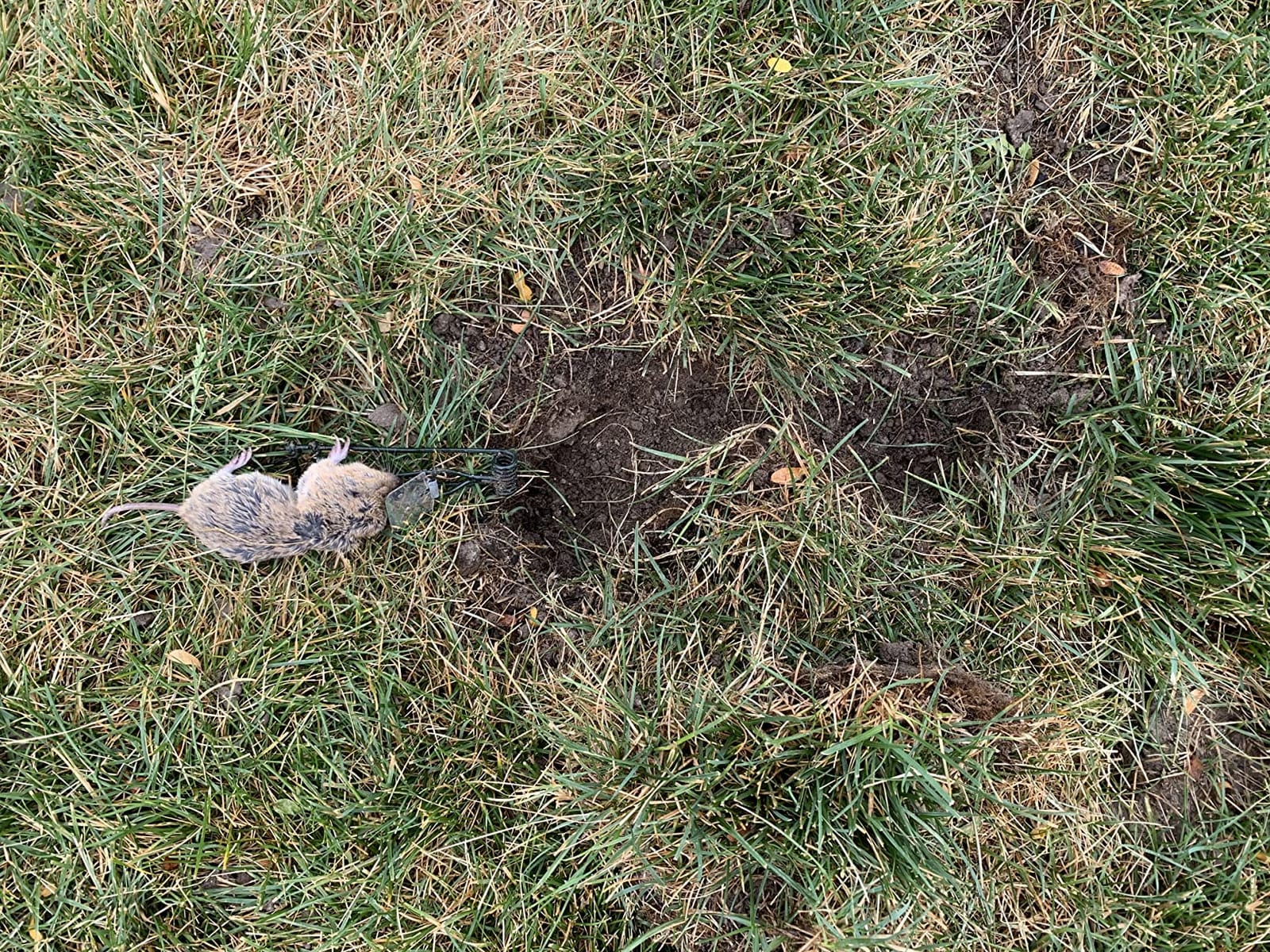 Gopher Trap MGT customer photo 1