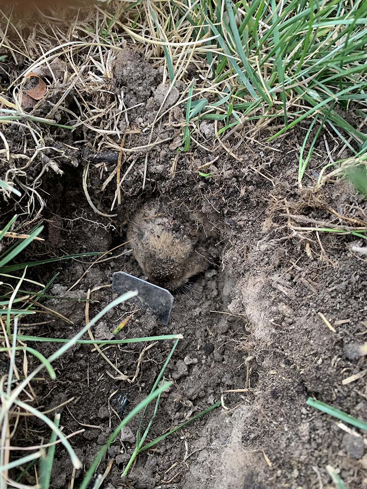 Gopher Trap MGT customer photo 2
