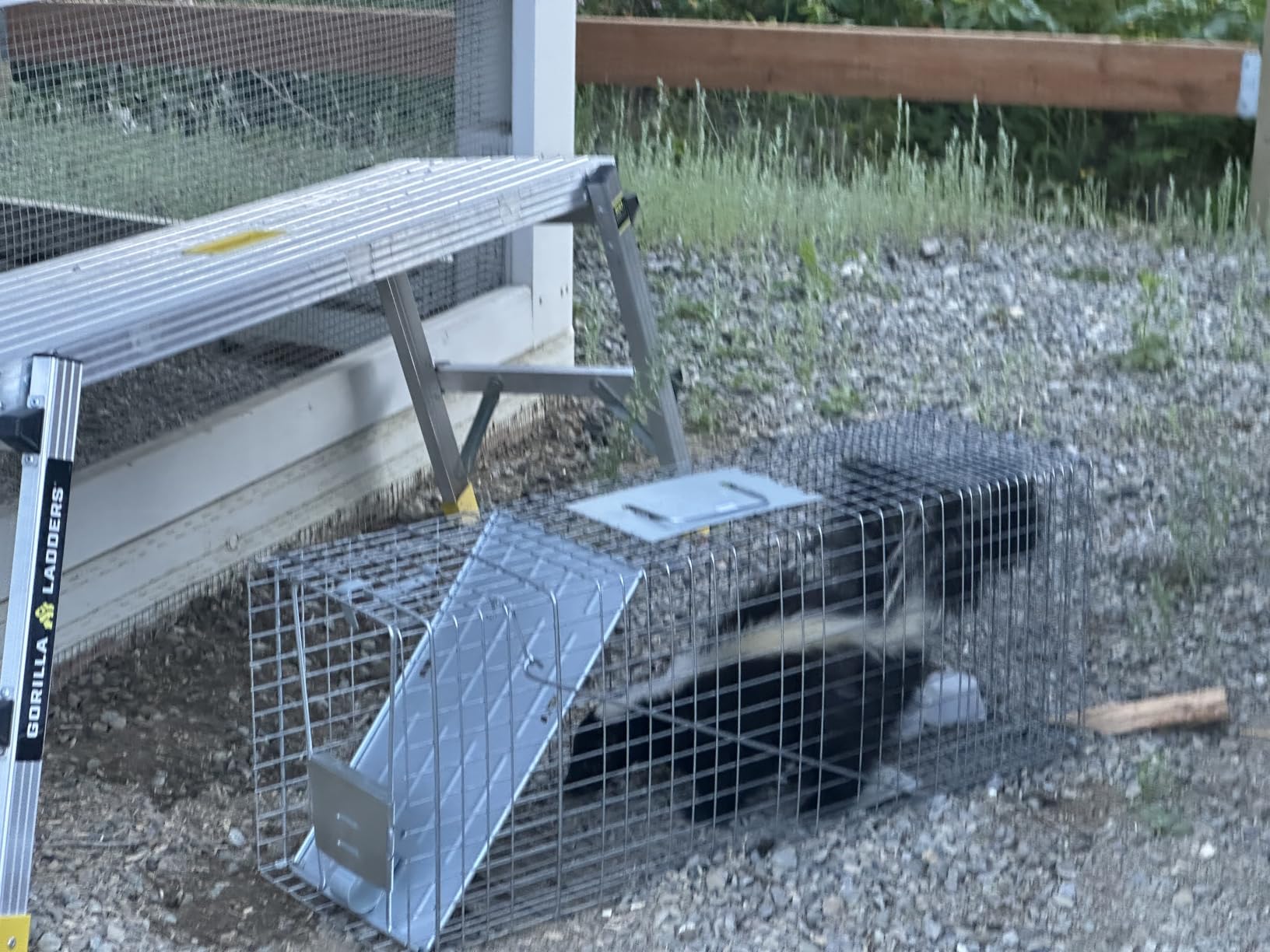 Havahart Large 1-Door Live Animal Trap for Raccoons, Cats, Bobcats, Beavers customer photo 2