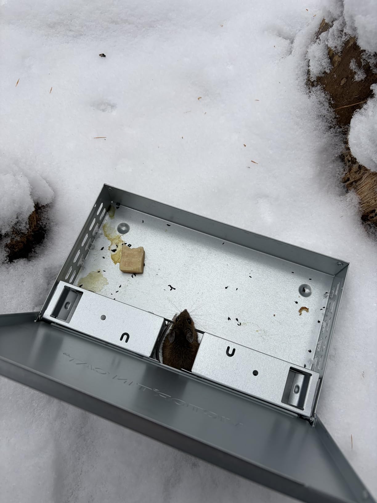 Victor M310S Tin Cat Multi-Catch Live Mouse Trap - Indoor and Outdoor Humane Catch and Release customer photo 1