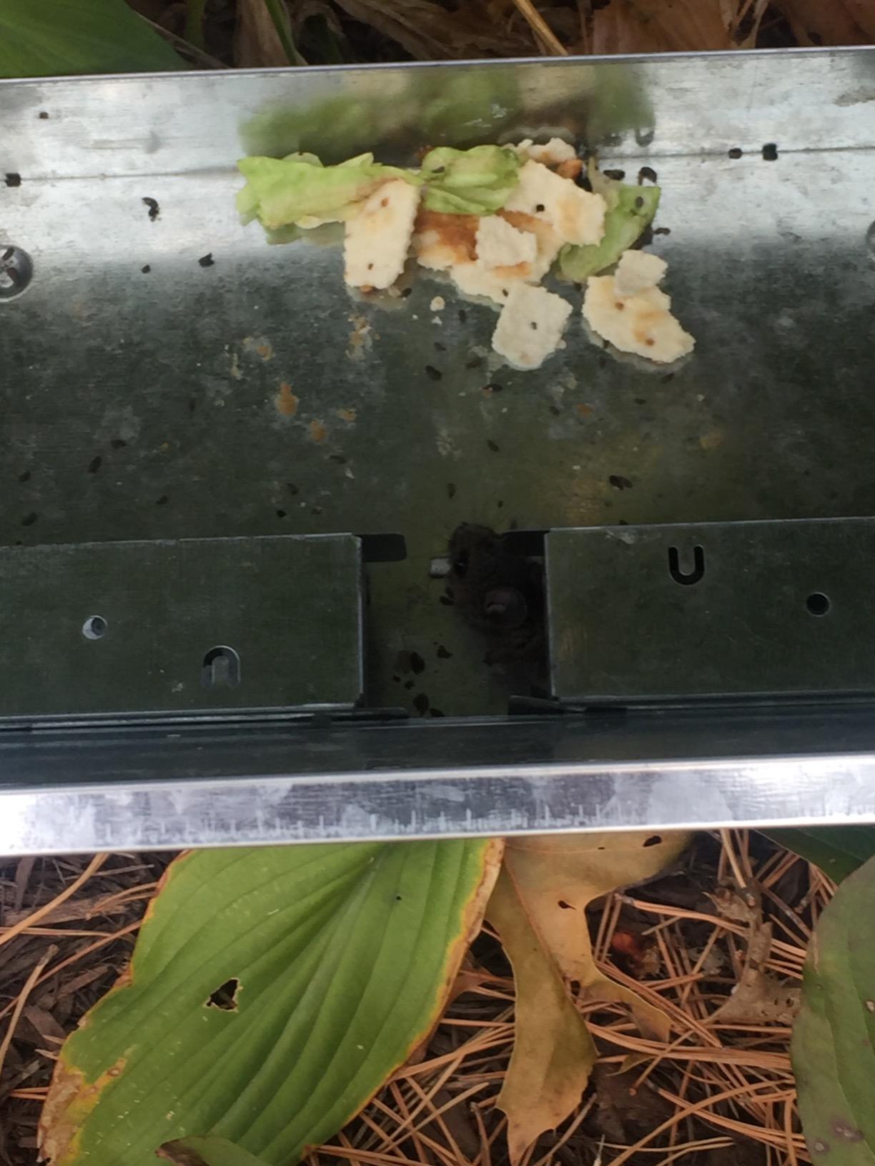 Victor M310S Tin Cat Multi-Catch Live Mouse Trap - Indoor and Outdoor Humane Catch and Release customer photo 2