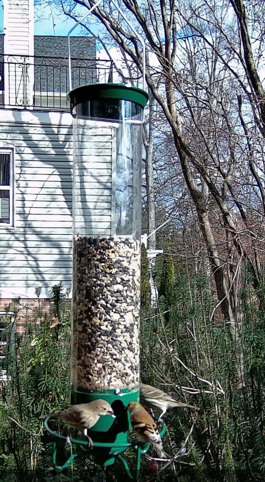 Droll Yankees Squirrel Proof Bird Feeder for Outdoors, 5 lb Seed Capacity customer photo 1
