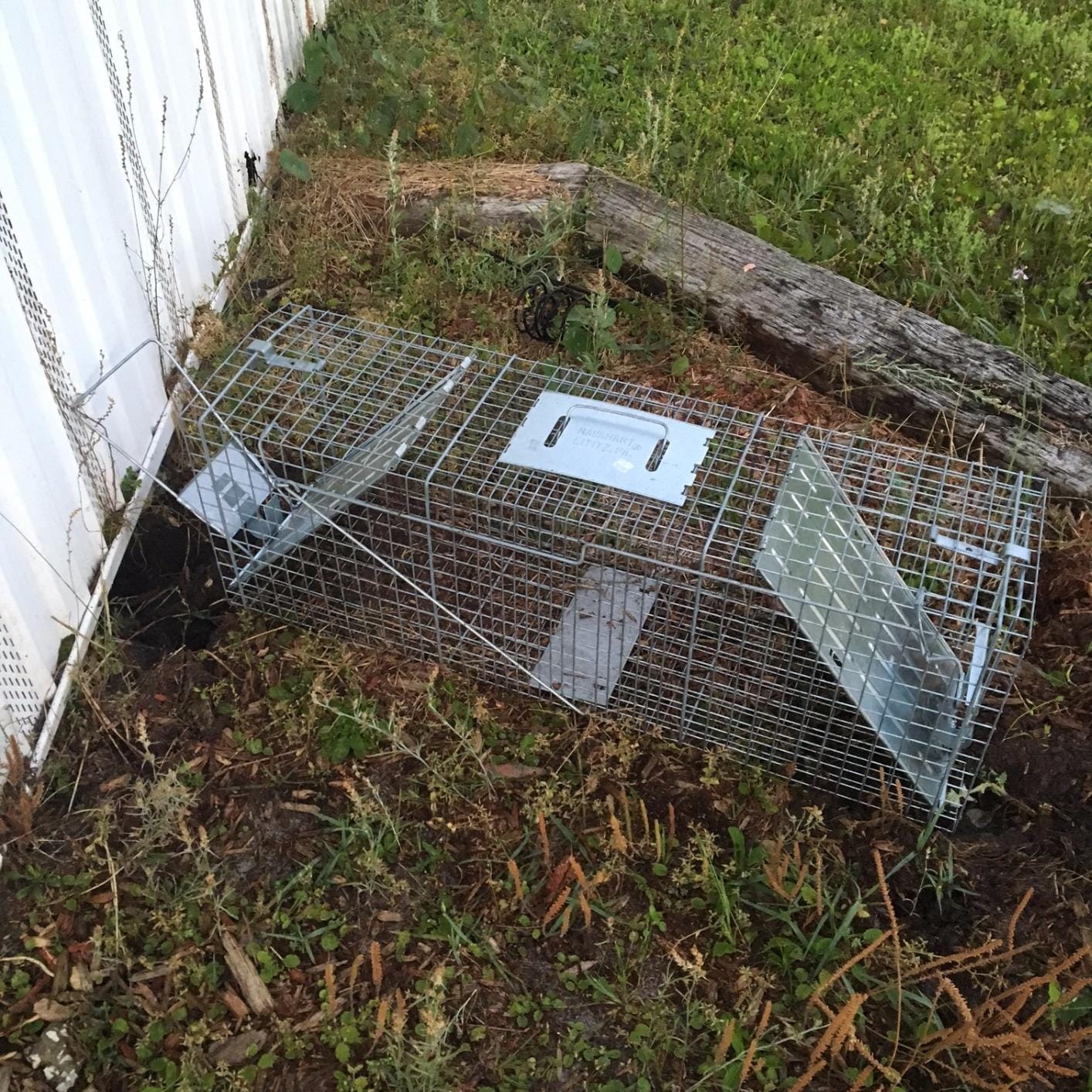 Havahart Large 2 Door Humane Catch and Release Live Animal Trap for Armadillos, Beavers, Bobcats, Small Dogs, Cats, Foxes, Groundhogs, Nutria, Opossums, Raccoons, Live Catch Trap for Stray Dogs 1045SR customer photo 1