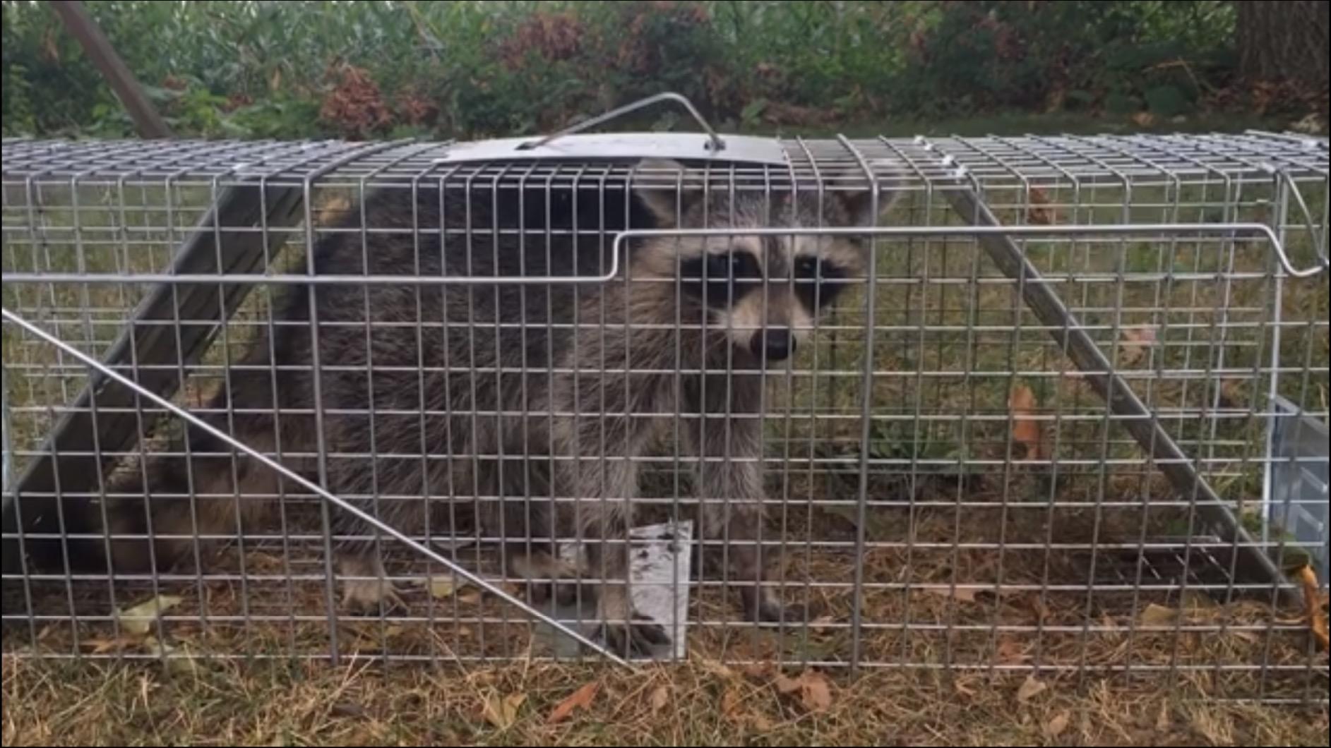 Havahart Large 2 Door Humane Catch and Release Live Animal Trap for Armadillos, Beavers, Bobcats, Small Dogs, Cats, Foxes, Groundhogs, Nutria, Opossums, Raccoons, Live Catch Trap for Stray Dogs 1045SR customer photo 2