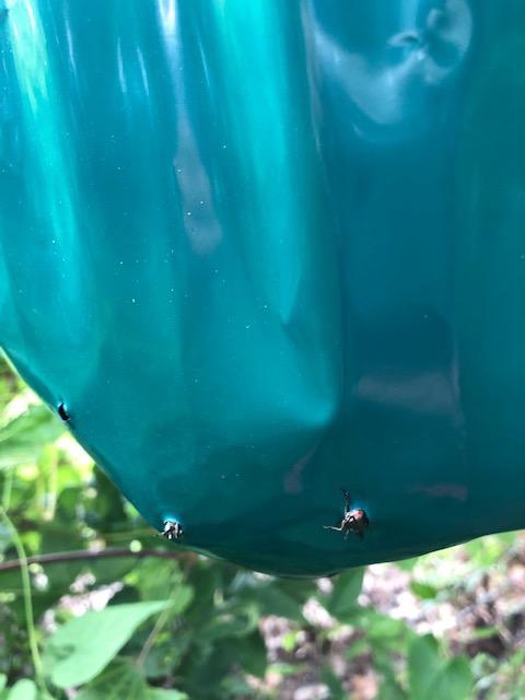 Safer Brand Japanese Beetle Trap with Attractant - 70102 - Includes 1 Trap, 1 Lure, and 2 Jumbo Bags - Japanese Beetle Traps Outdoor customer photo 1