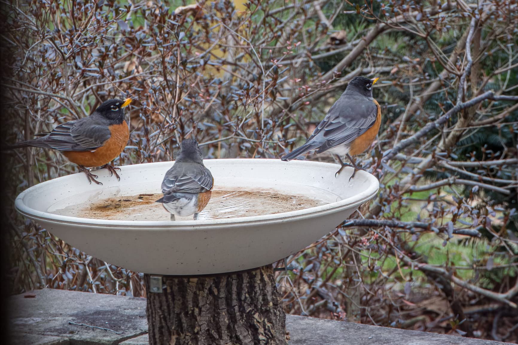 Allied Precision Industries API 600 20-Inch Diameter Heated Bird Bath Bowl (no stand), Light stone color customer photo 1