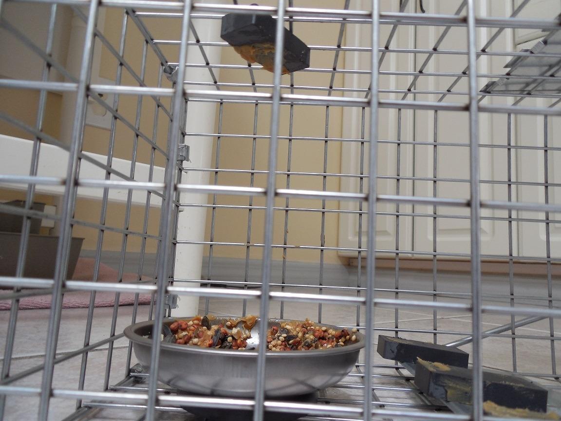 Havahart Medium 1-Door Live Animal Trap, Galvanized Steel Cage customer photo 1