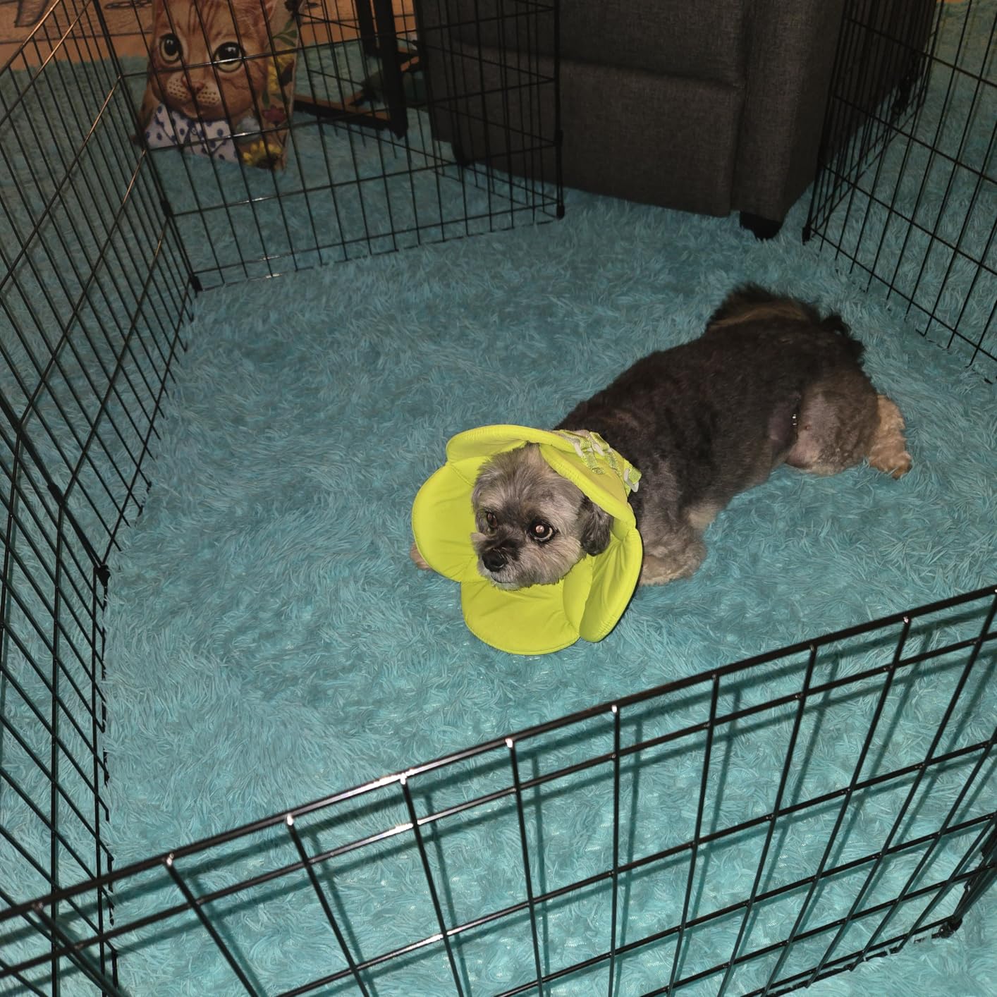 MidWest 30-Inch Exercise Pen, No Door, 16 Sq Ft Play Area customer photo 1