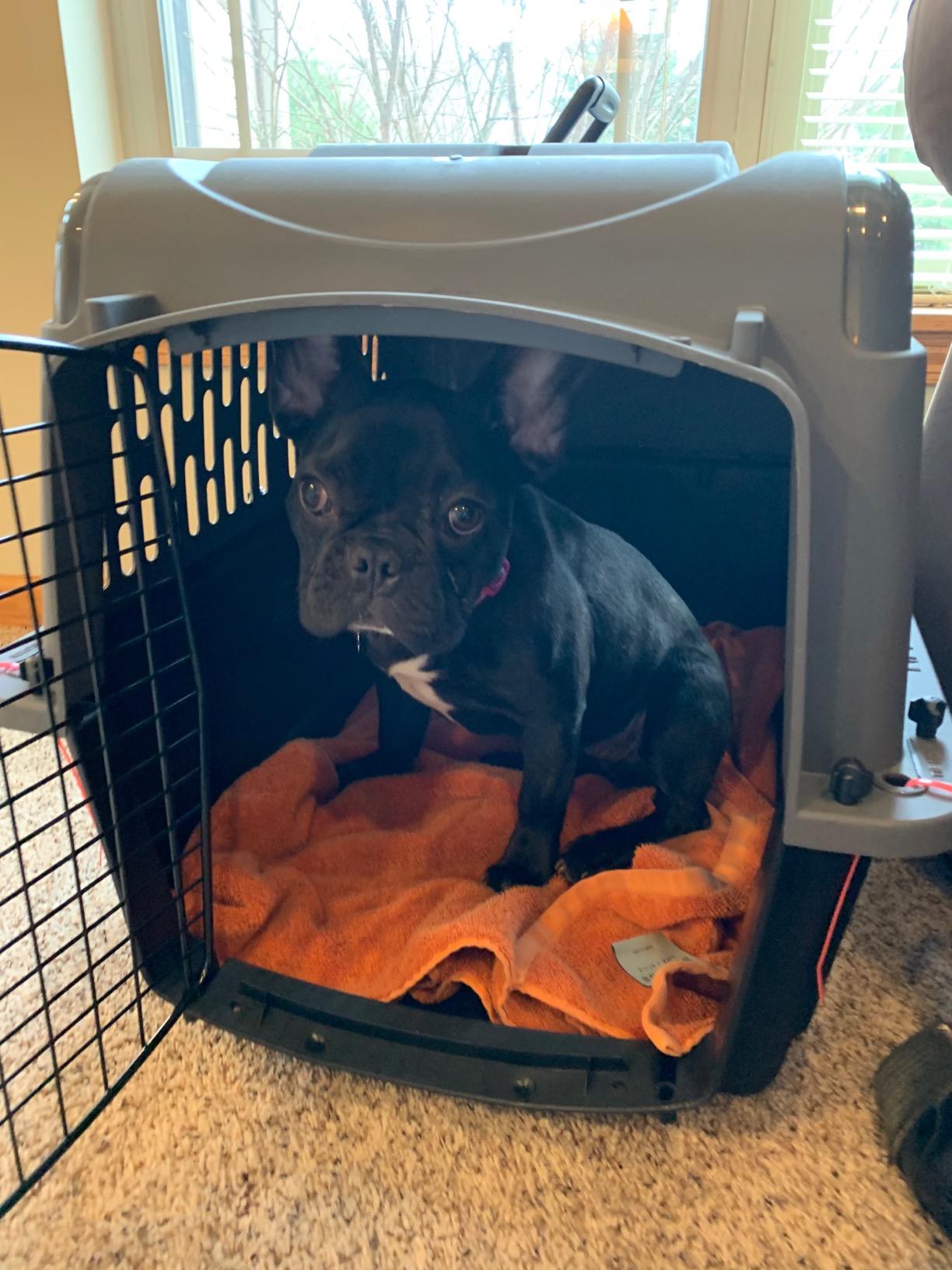Petmate Large Breeds Dog Kennel, Dark Gray and Black customer photo 1