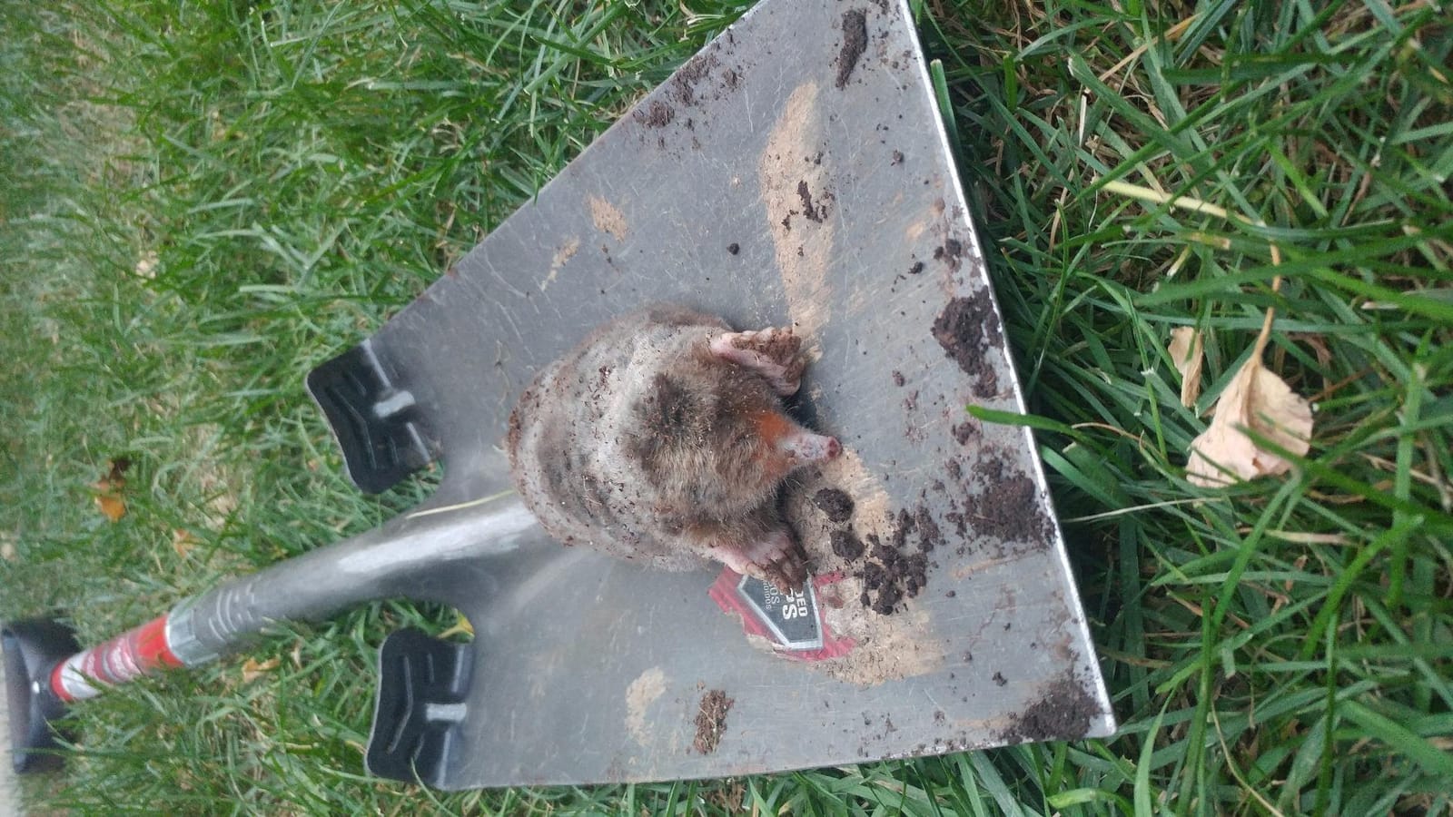 Nash 100 Choker Loop Mole Trap customer photo 1