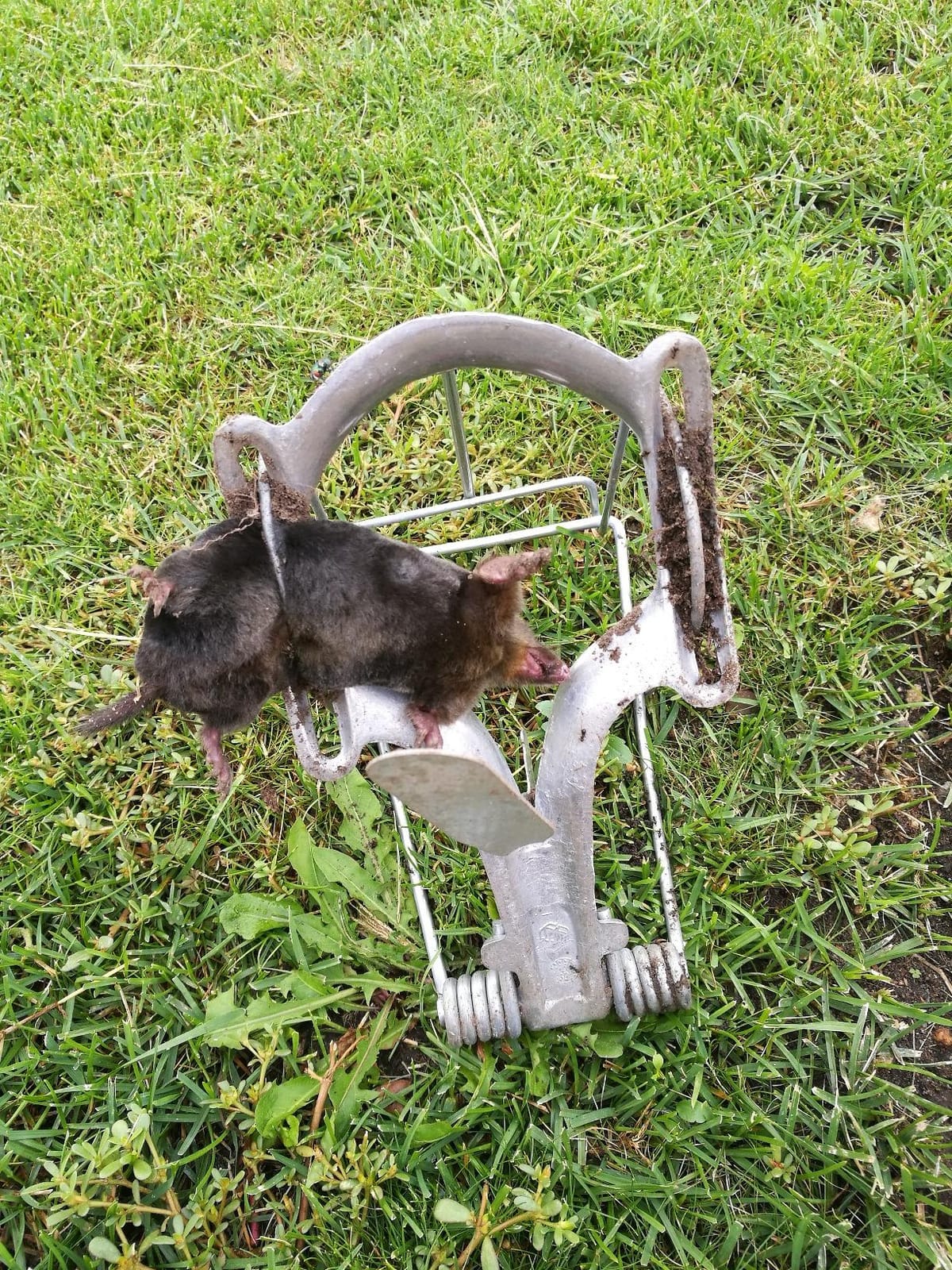 Nash 100 Choker Loop Mole Trap customer photo 2