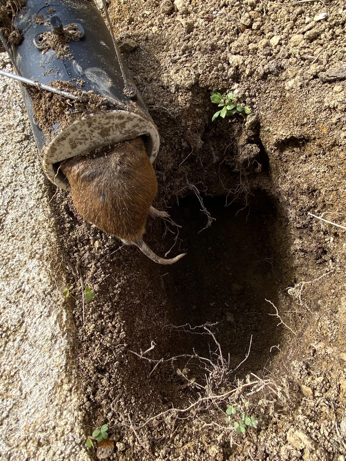 Blackhole Trap - The Original Blackhole Mole, Rodent & Gopher Trap, Spring Loaded, Easy to Use, Reusable Dark Trap Hole for Eliminating Pests in All Yards customer photo 1