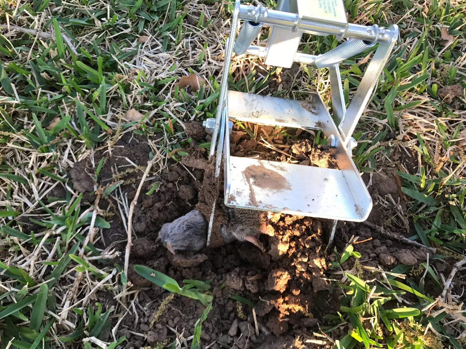 Wire Tek 1001 EasySet Mole Eliminator Trap (1) customer photo 1
