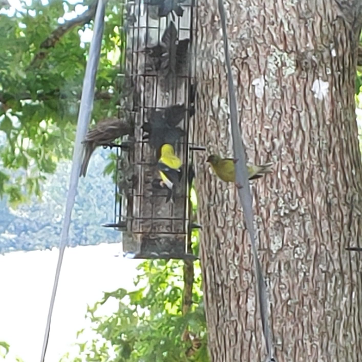 Perky-Pet Squirrel-Be-Gone Bird Feeder, 2 lb Seed Capacity customer photo 2