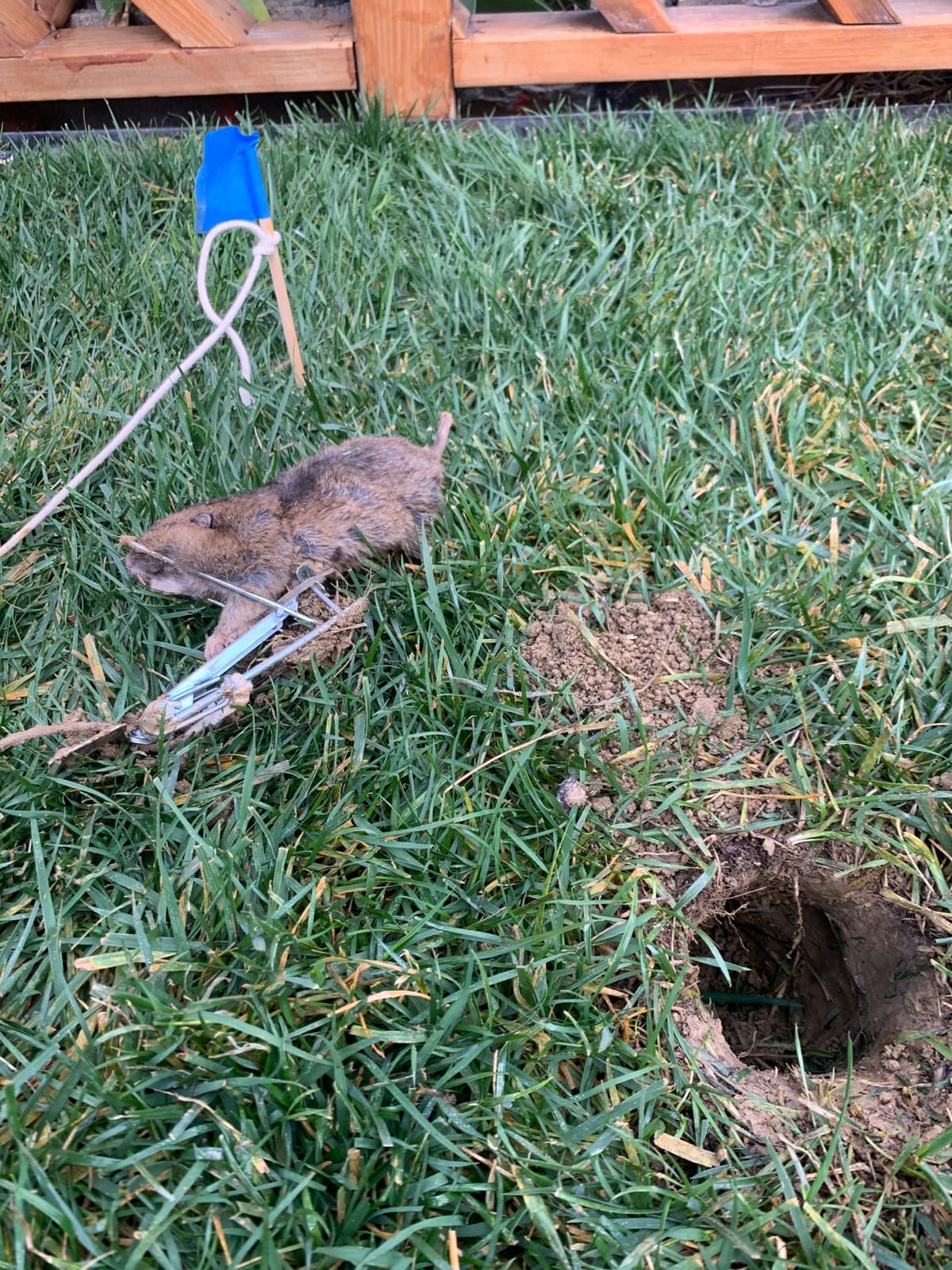 Victor Easy Set Gopher Trap, 2-Pack, Weather-Resistant Rodent Traps customer photo 2