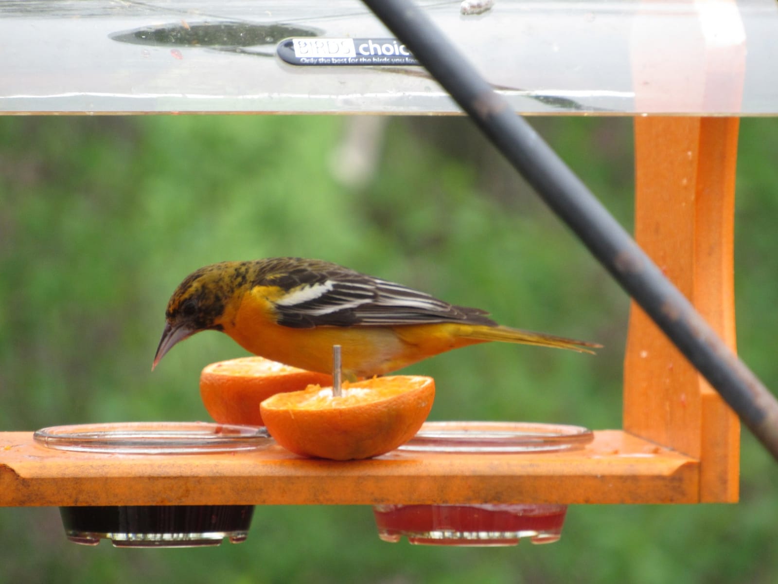 Birds Choice Oriole Bird Feeder | Hanging Bird Feeder for Jelly & Orange Halves | Includes Cup & Fruit Pegs | Recycled Plastic | Sturdy for Garden, Backyard, & Outdoor | 2 Cup Capacity, Orange customer photo 1