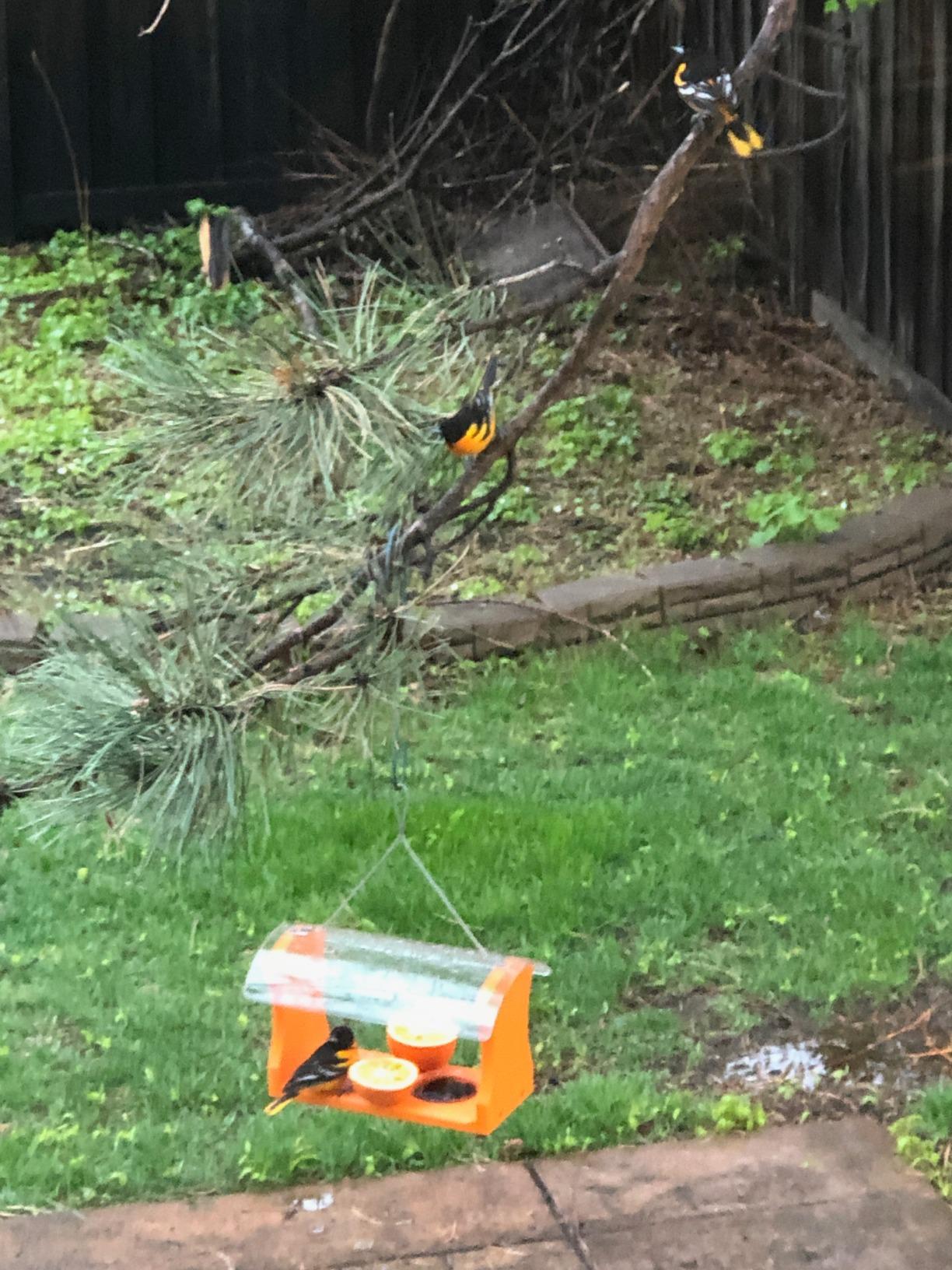Birds Choice Oriole Bird Feeder | Hanging Bird Feeder for Jelly & Orange Halves | Includes Cup & Fruit Pegs | Recycled Plastic | Sturdy for Garden, Backyard, & Outdoor | 2 Cup Capacity, Orange customer photo 2
