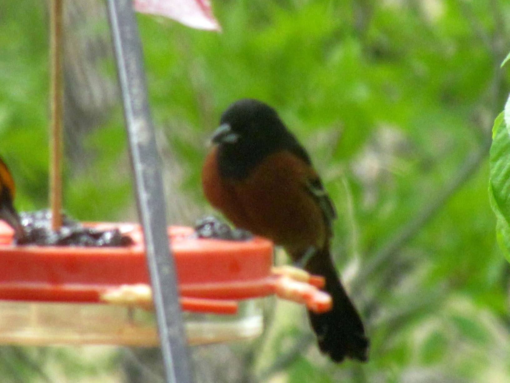 Birds Choice Oriolefest Oriole Feeder for Jelly, Oranges & Nectar | Orange customer photo 2