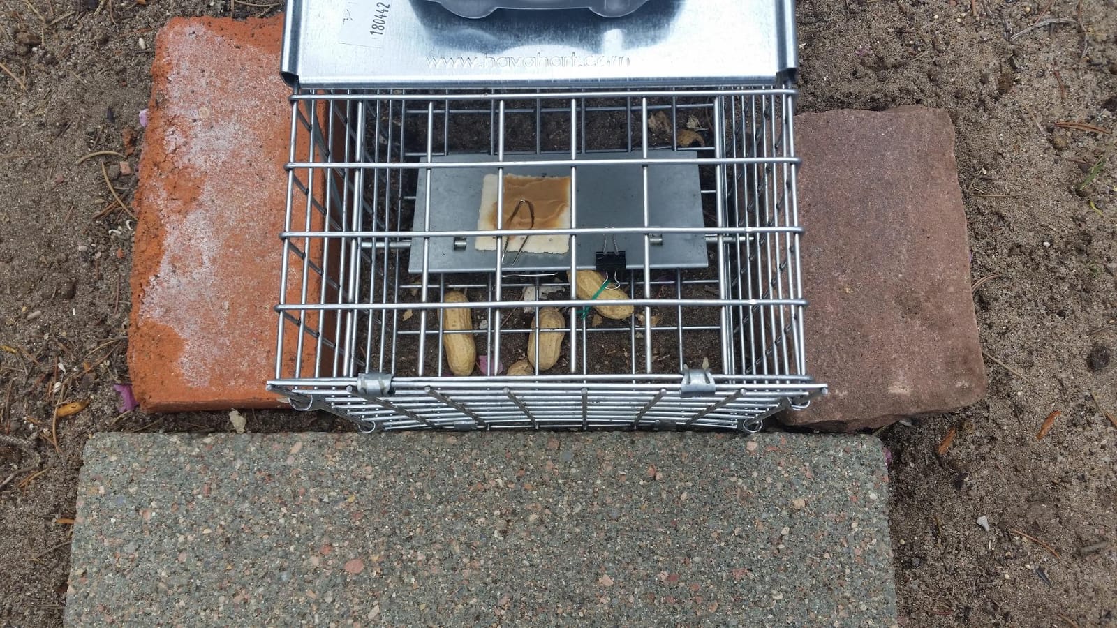 Havahart Easy-Set Catch and Release Small 1-Door Humane Live Animal Trap for Squirrels, Rabbits, Skunks, and Other Small Animals - 1083 customer photo 1