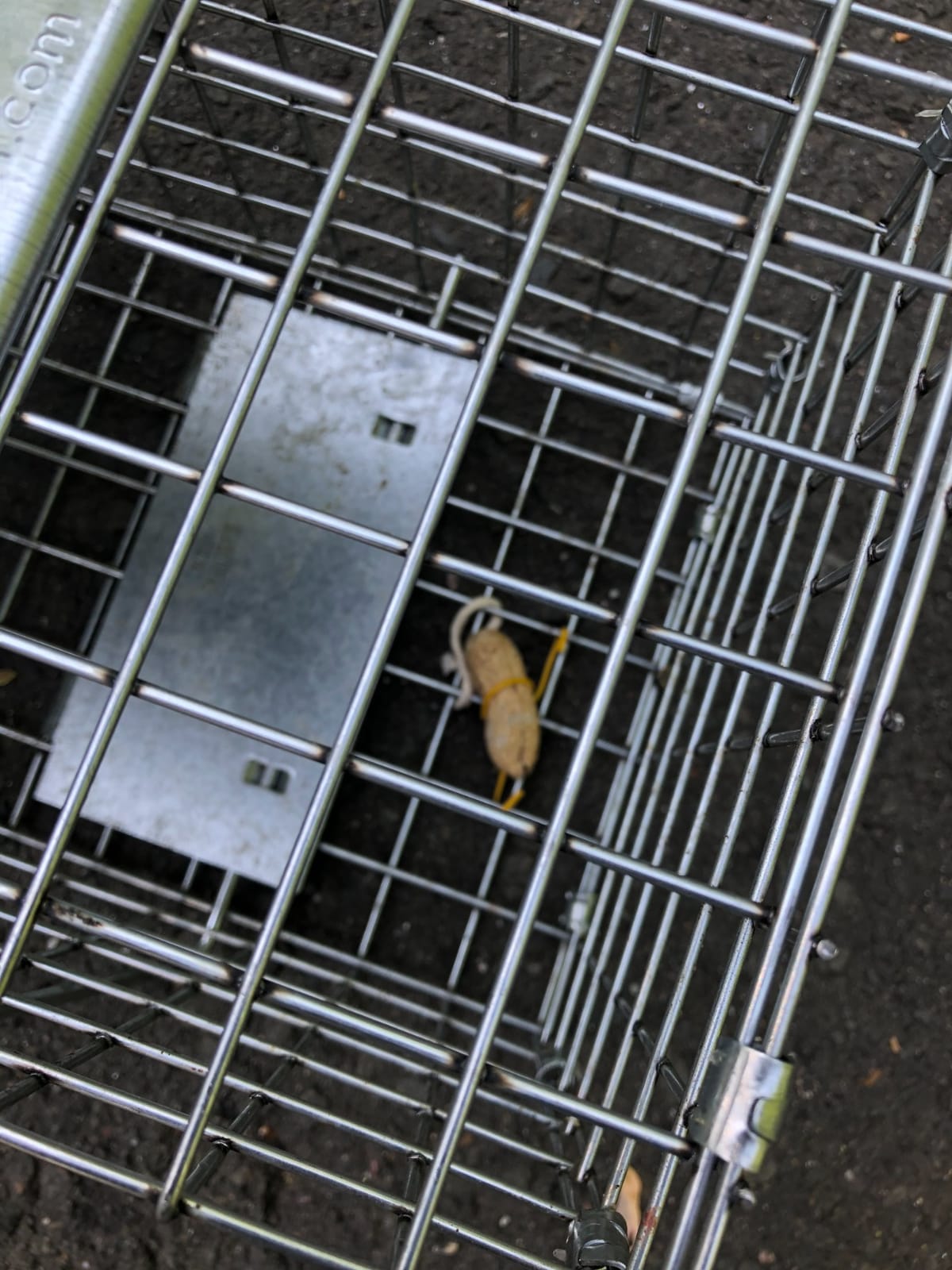 Havahart Easy-Set Catch and Release Small 1-Door Humane Live Animal Trap for Squirrels, Rabbits, Skunks, and Other Small Animals - 1083 customer photo 2