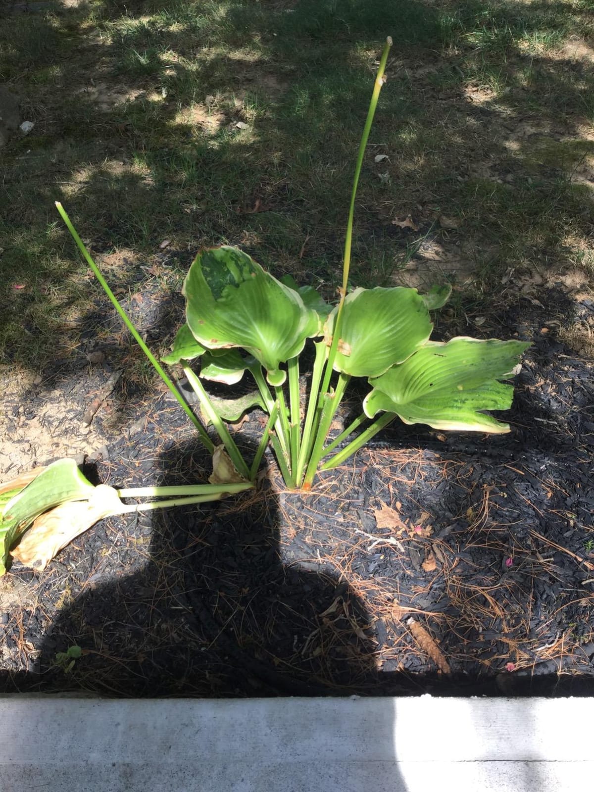 DEER OUT® 1 Gallon Ready-to-Use Refill - Deer Repellent. customer photo 2