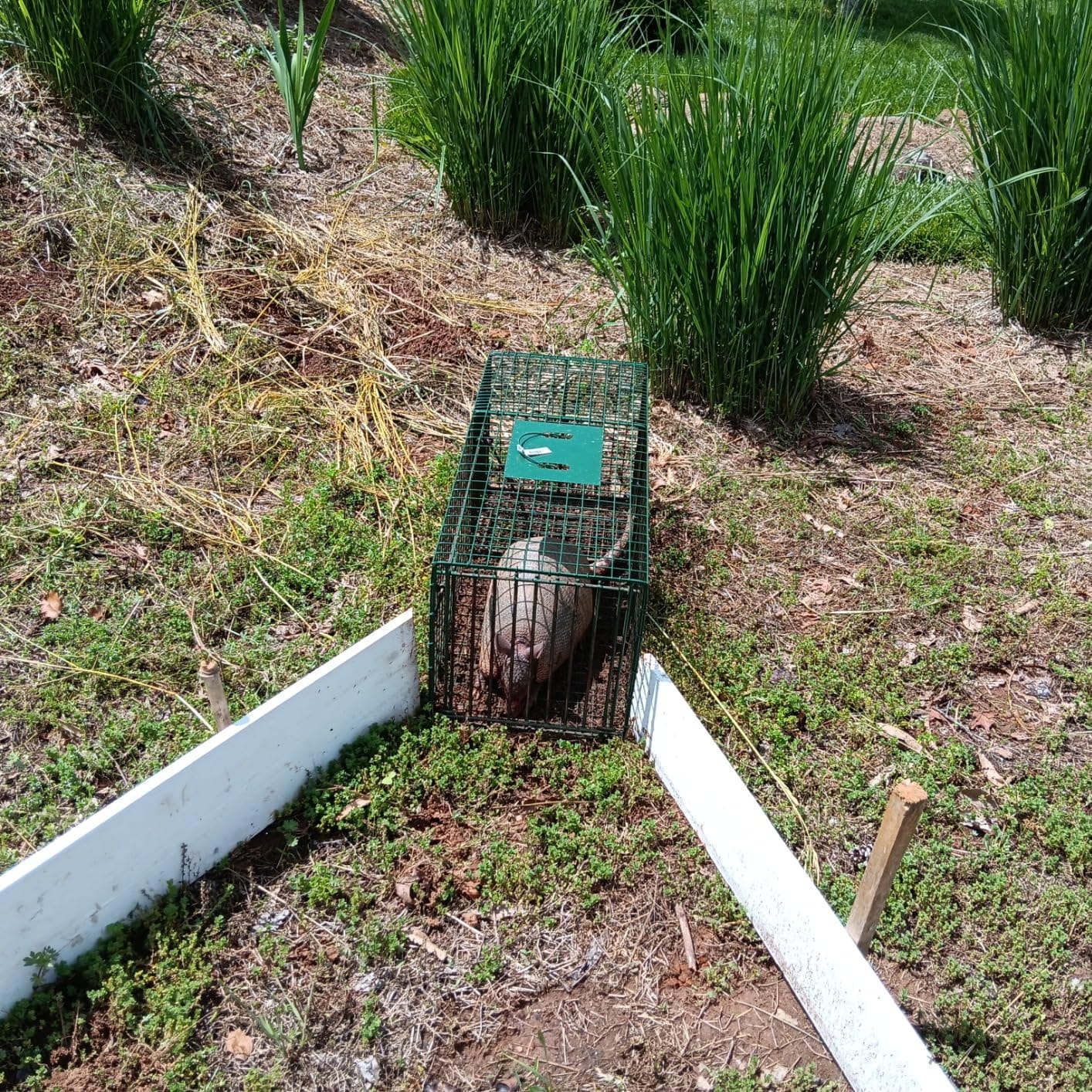 Duke Traps Heavy Duty Large Cage Trap customer photo 1