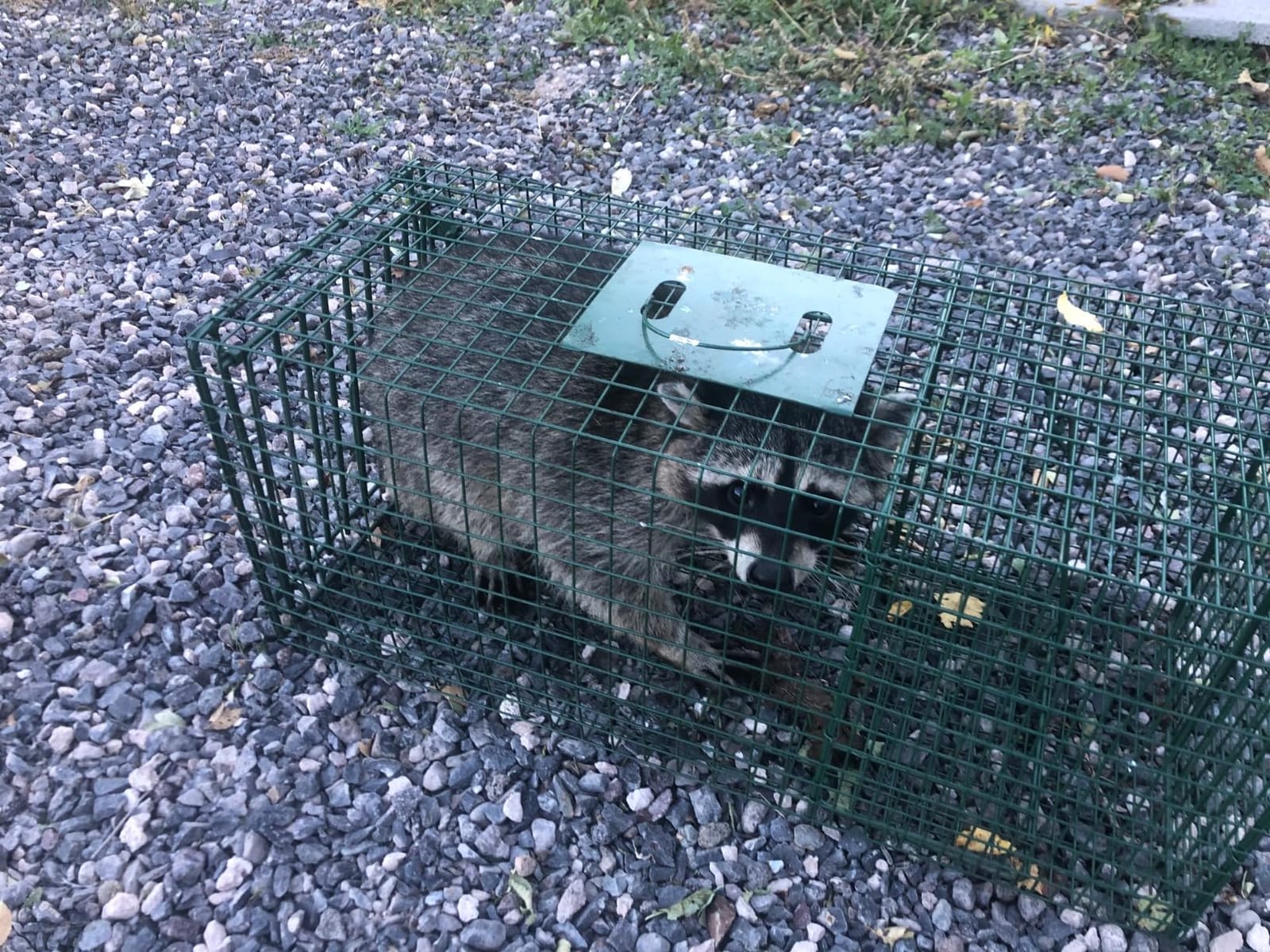 Duke Traps Heavy Duty Large Cage Trap customer photo 2