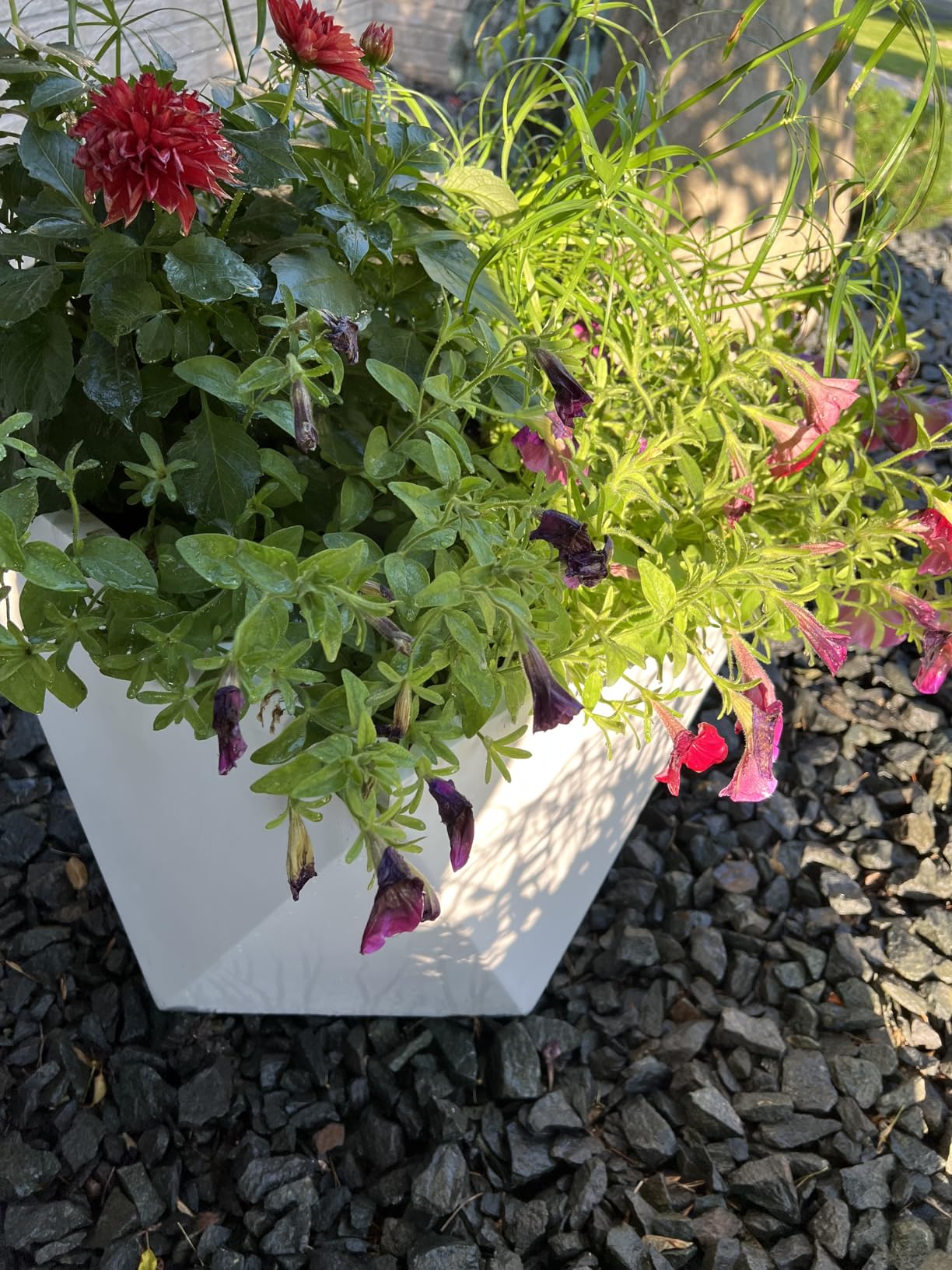 I Must Garden Deer Repellent: Powerful All-Natural Protection, 32oz Mint customer photo 1
