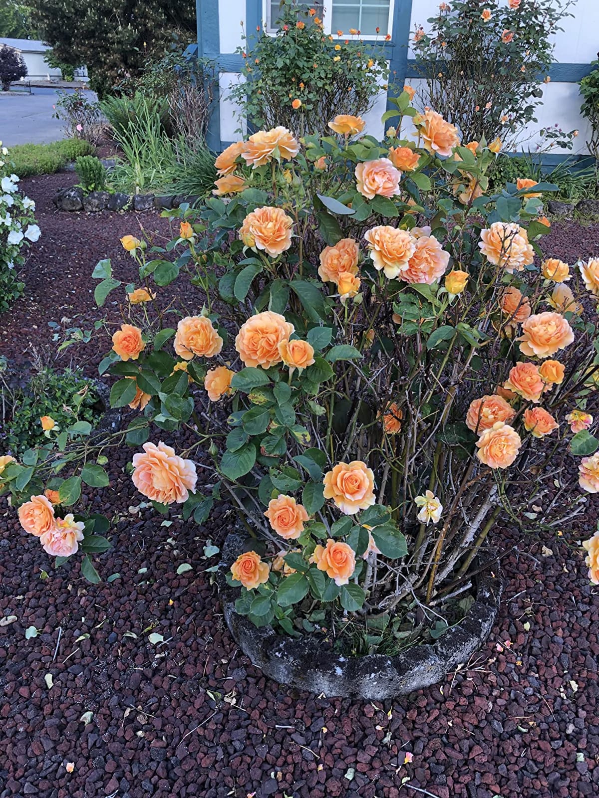 I Must Garden Deer Repellent: Powerful All-Natural Protection, 32oz Mint customer photo 2