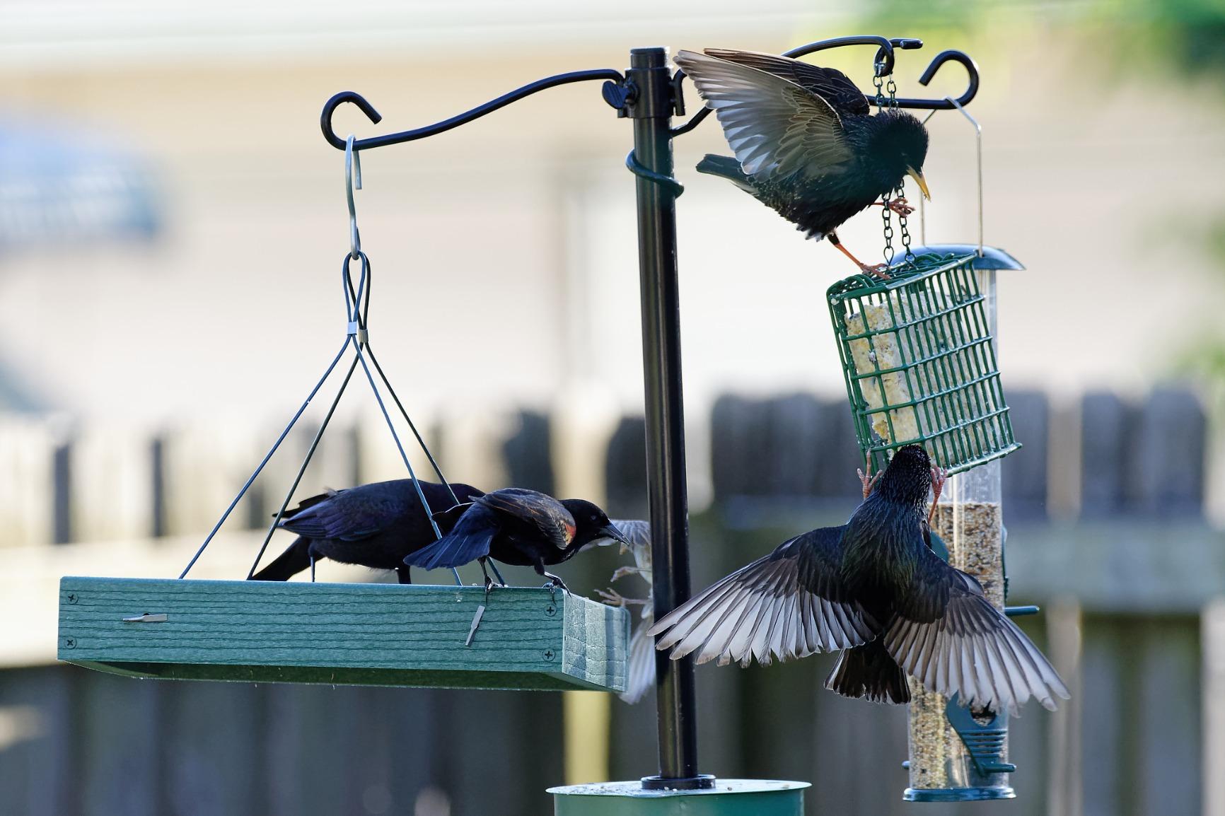 Woodlink Going Green Platform Bird Feeder Model GGPLAT customer photo 2