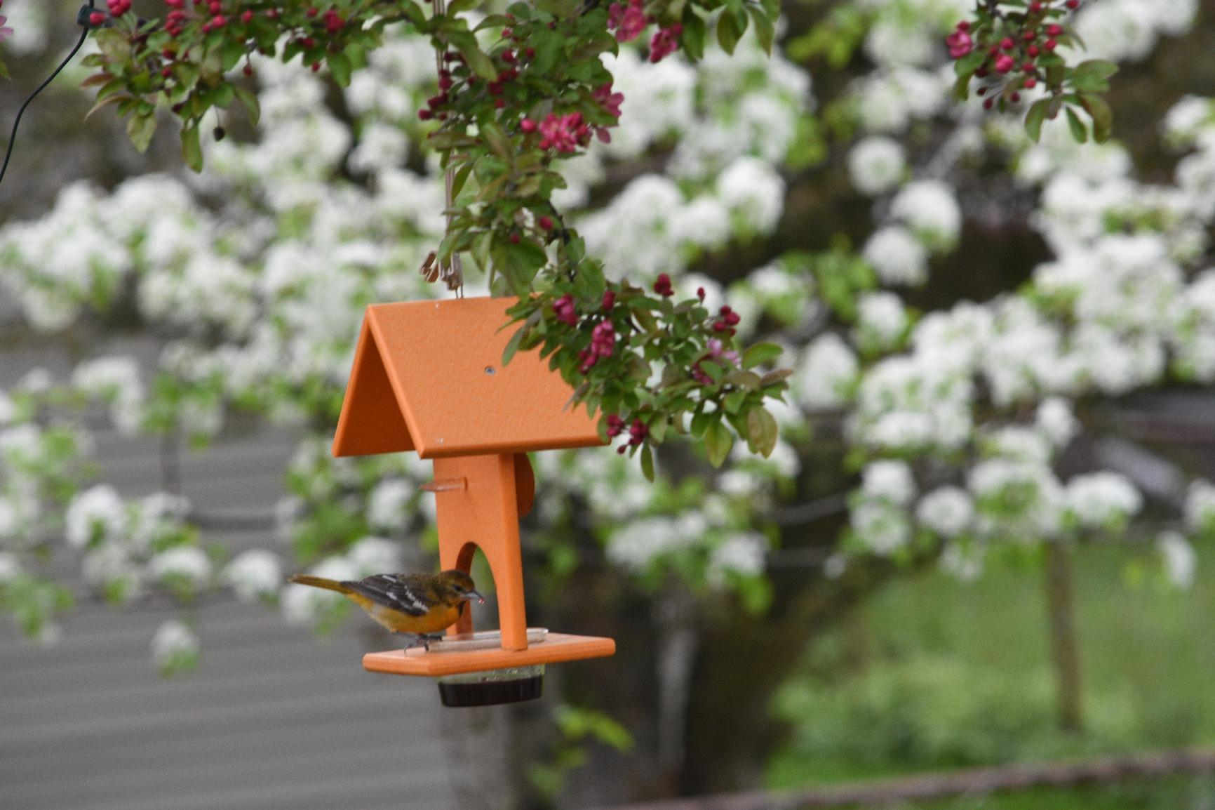 Songbird Essentials SERUBFJF Fruit and Jelly Oriole Feeder (Set of 1) customer photo 1