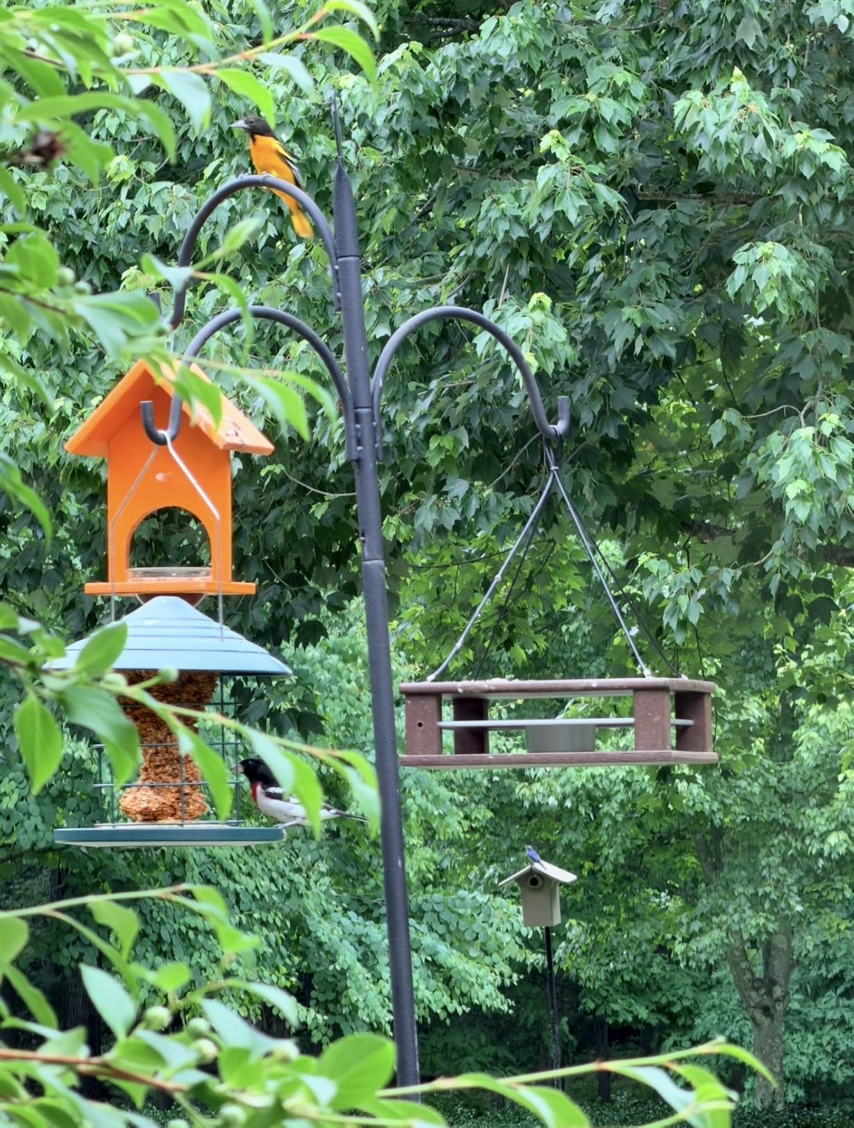 Songbird Essentials SERUBFJF Fruit and Jelly Oriole Feeder (Set of 1) customer photo 2