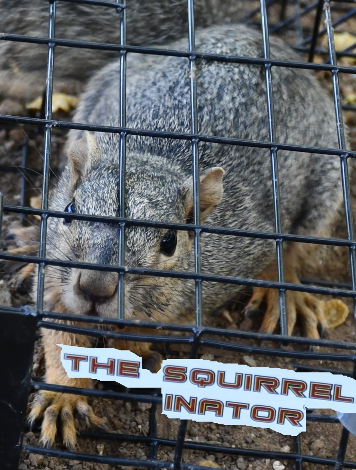 Rugged Ranch Squirrelinator Humane Multi-Catch Metal Wire Live Animal Trap customer photo 1