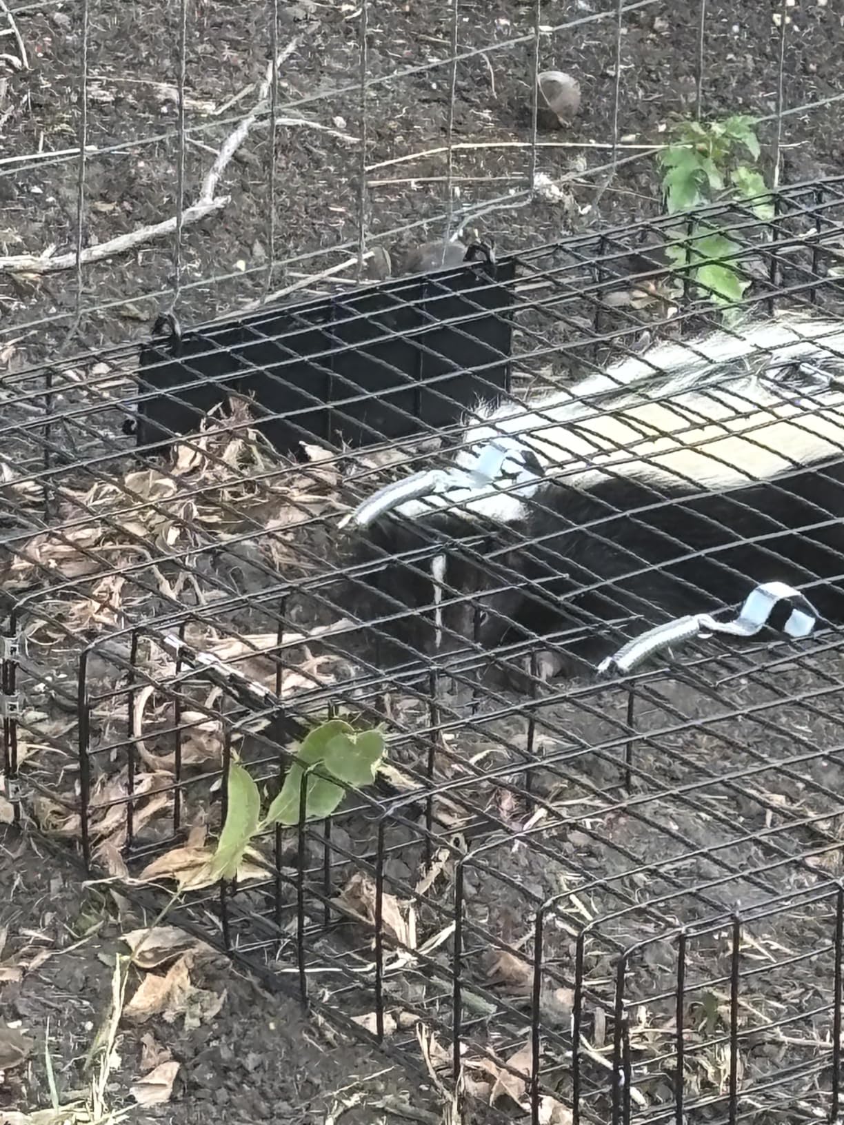 Rugged Ranch Squirrelinator Humane Multi-Catch Metal Wire Live Animal Trap customer photo 2