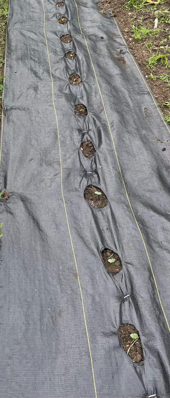Dewitt Sunbelt Weed Barrier Fabric 3.2 oz, 4 x 300 Feet - Heavy-Duty Ground Cover Mat for Greenhouse Floors, Garden Rows, Raised Beds, Yard Gardening, and Outdoor Landscape Protection customer photo 2