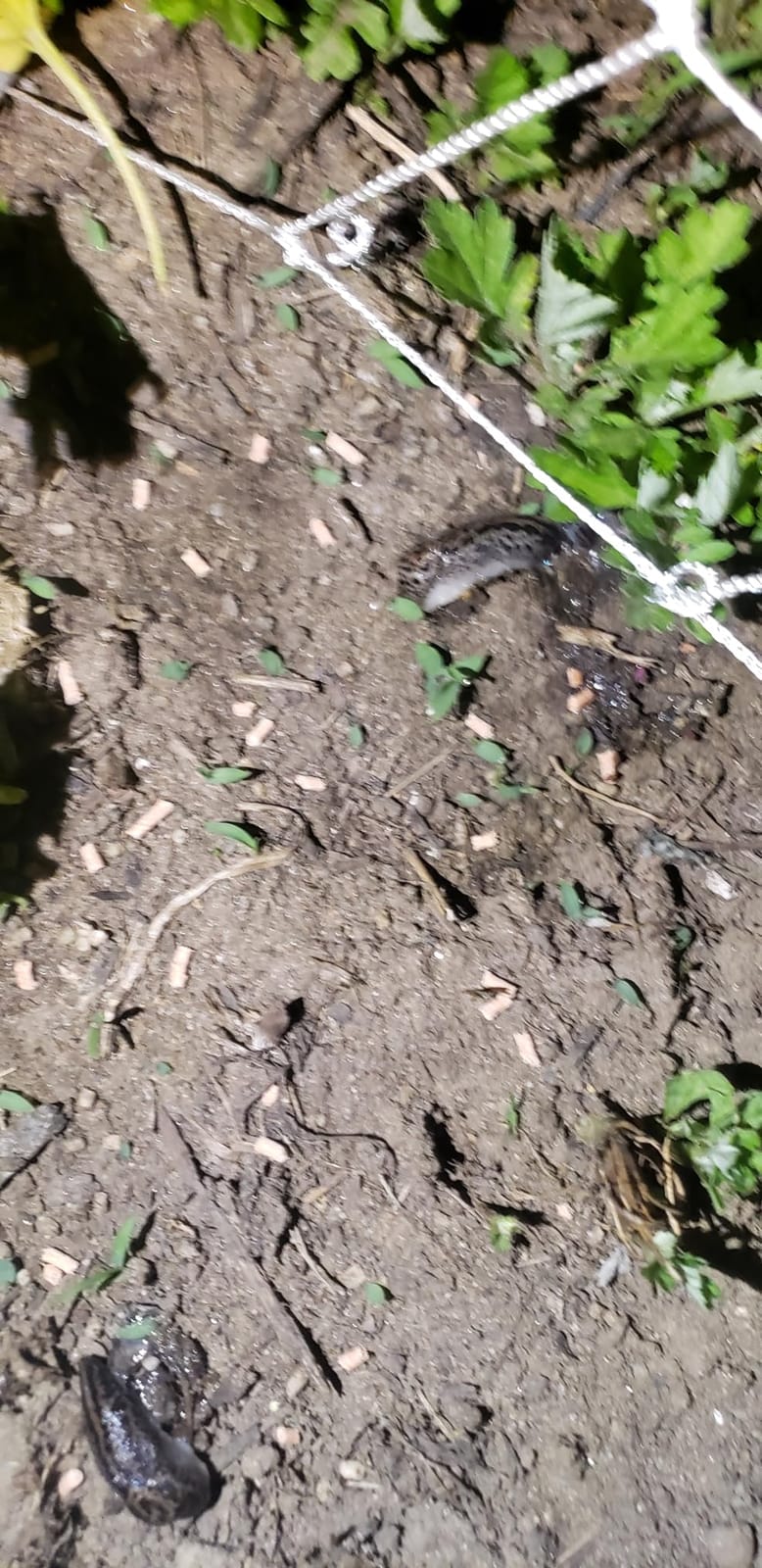 Southern Ag Snail & Slug Bait, 2.5 LB customer photo 1