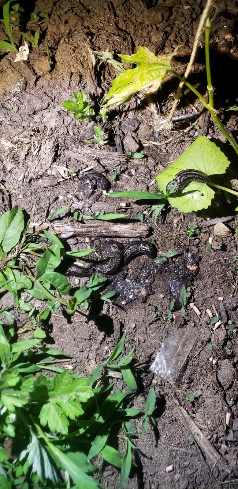 Southern Ag Snail & Slug Bait, 2.5 LB customer photo 2