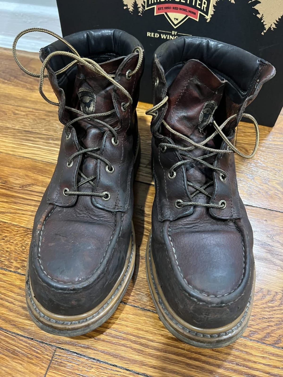 Irish Setter Ashby 6