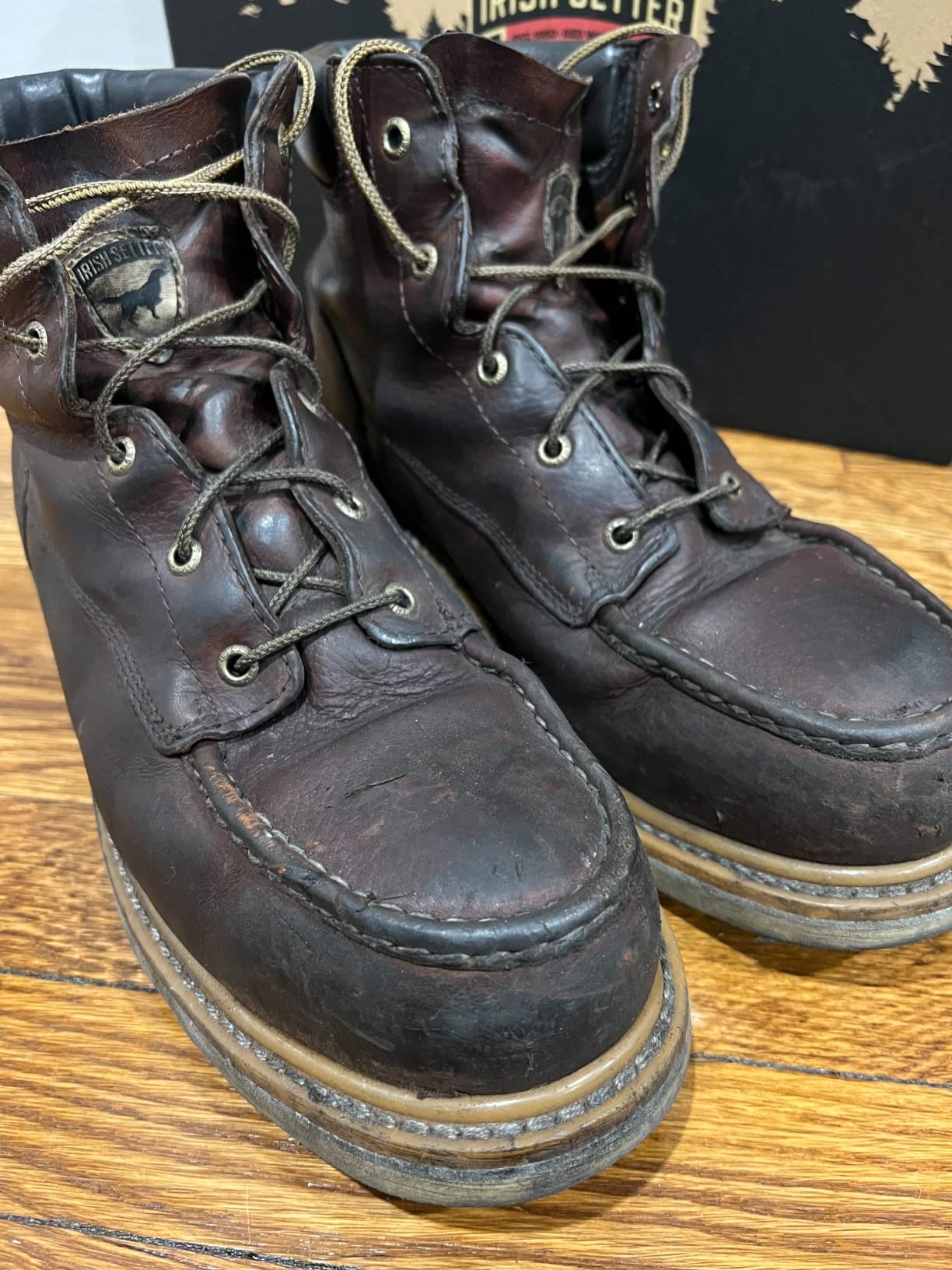 Irish Setter Ashby 6