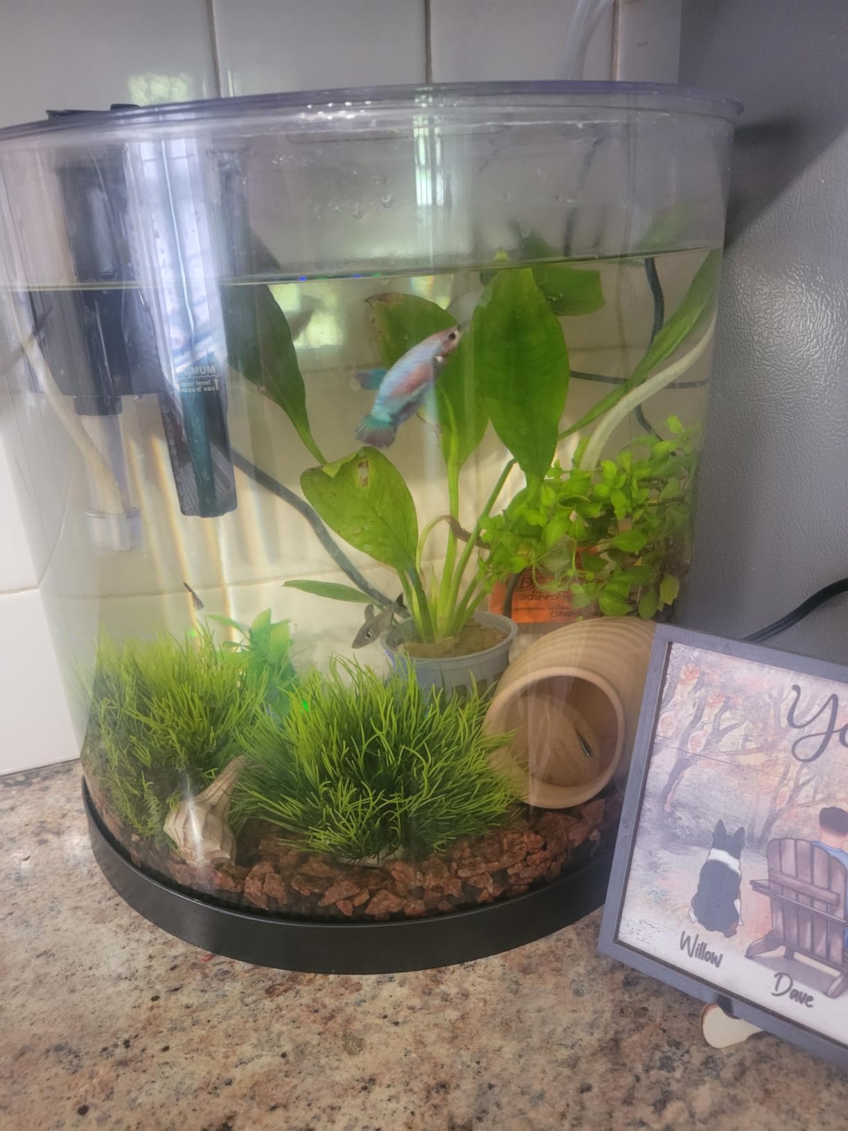 Tetra ColorFusion Starter 3 Gallon Fish Tank Kit for Small Freshwater Fish customer photo 2