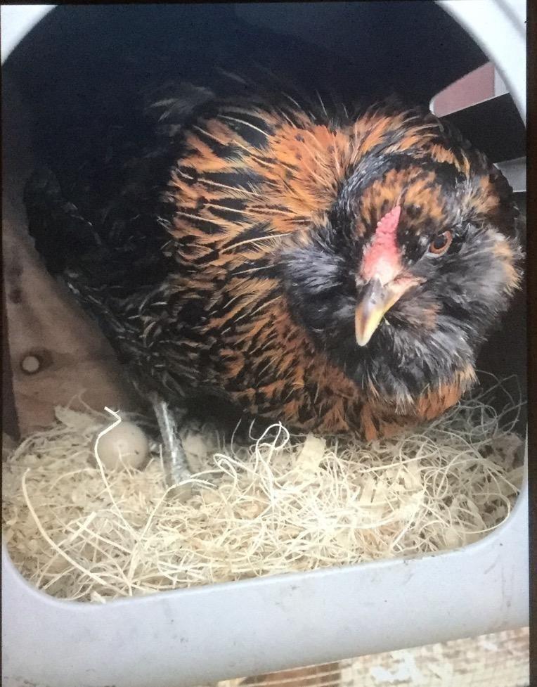 Little Giant Single Plastic Nesting Box Chicken Nest Box with Perch (Item No. 163620) customer photo 1
