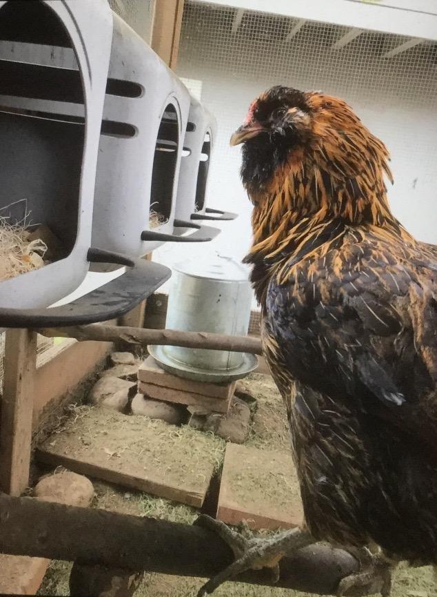 Little Giant Single Plastic Nesting Box Chicken Nest Box with Perch (Item No. 163620) customer photo 2