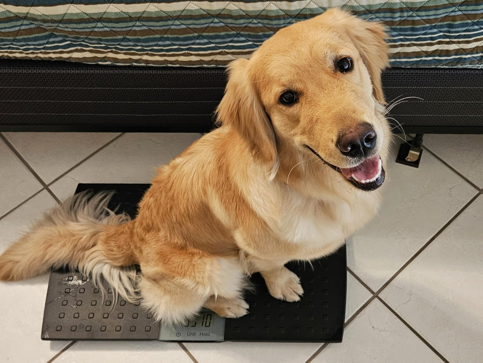 Redmon Digital Dog Scale for Large Pet & Animal with Non-Skid Mat, 225 Lb Capacity, Black - Portable Weighing Scale for Dogs, Puppies, Cats, and Livestock customer photo 1