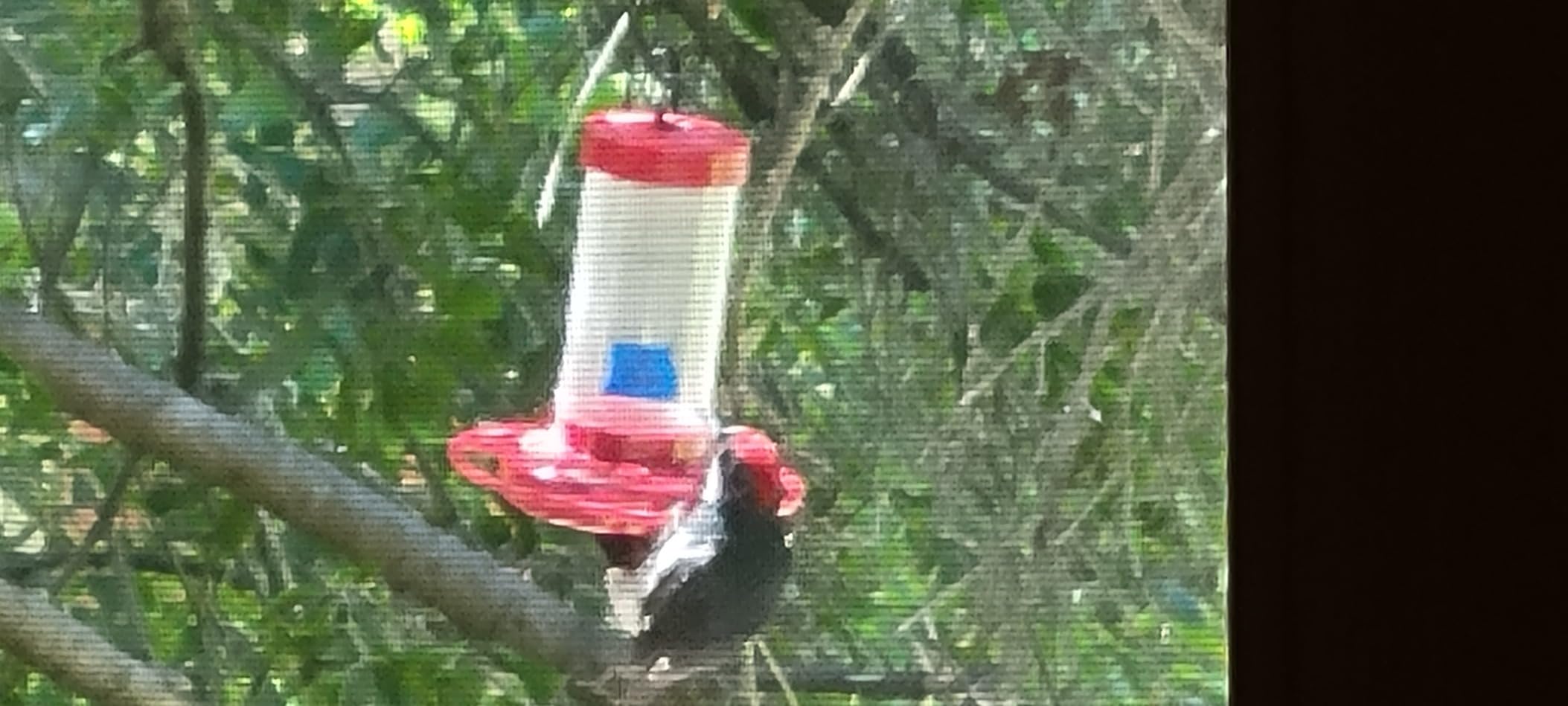 First Nature 32-Ounce Oriole Feeder - Larger Feeding Ports customer photo 1