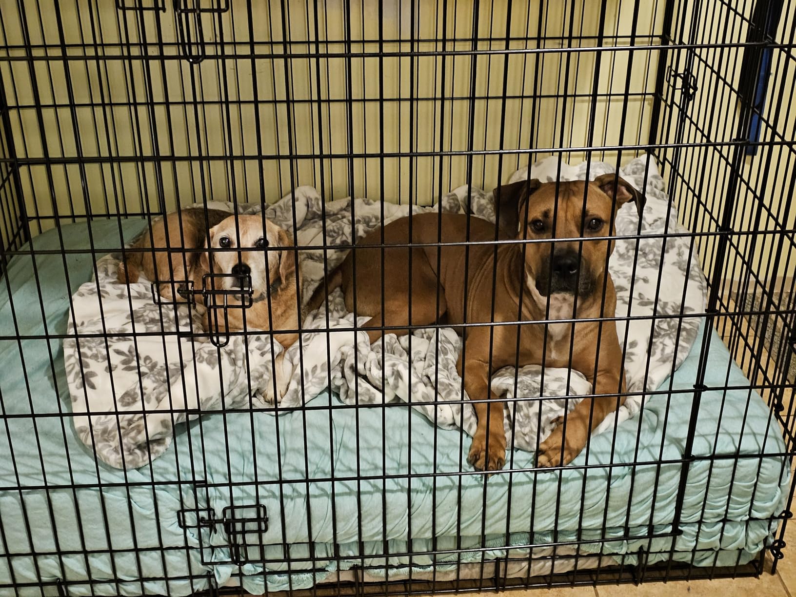 Solutions by Midwest 54-Inch Double Door Crate, Giant Breed Dogs, 100+ lbs customer photo 1