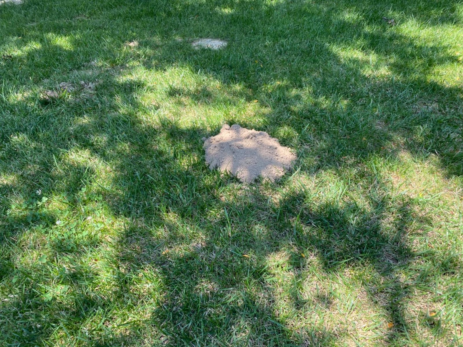 Tomcat Mole & Gopher Repellent Granules, 4 lbs. customer photo 1
