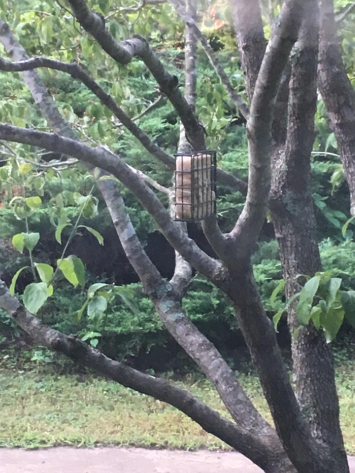 More Birds Suet Cage Bird Feeder, Fruit and Suet Feeder, Single Cake Capacity ,Black customer photo 1