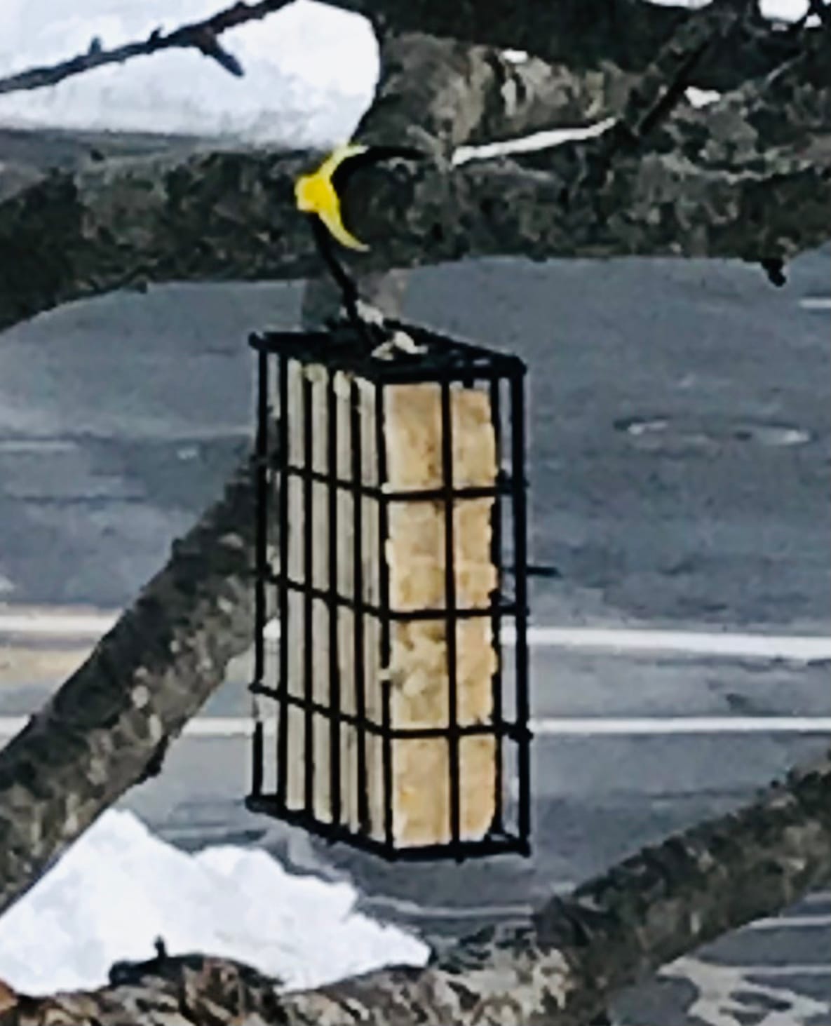 More Birds Suet Cage Bird Feeder, Fruit and Suet Feeder, Single Cake Capacity ,Black customer photo 2