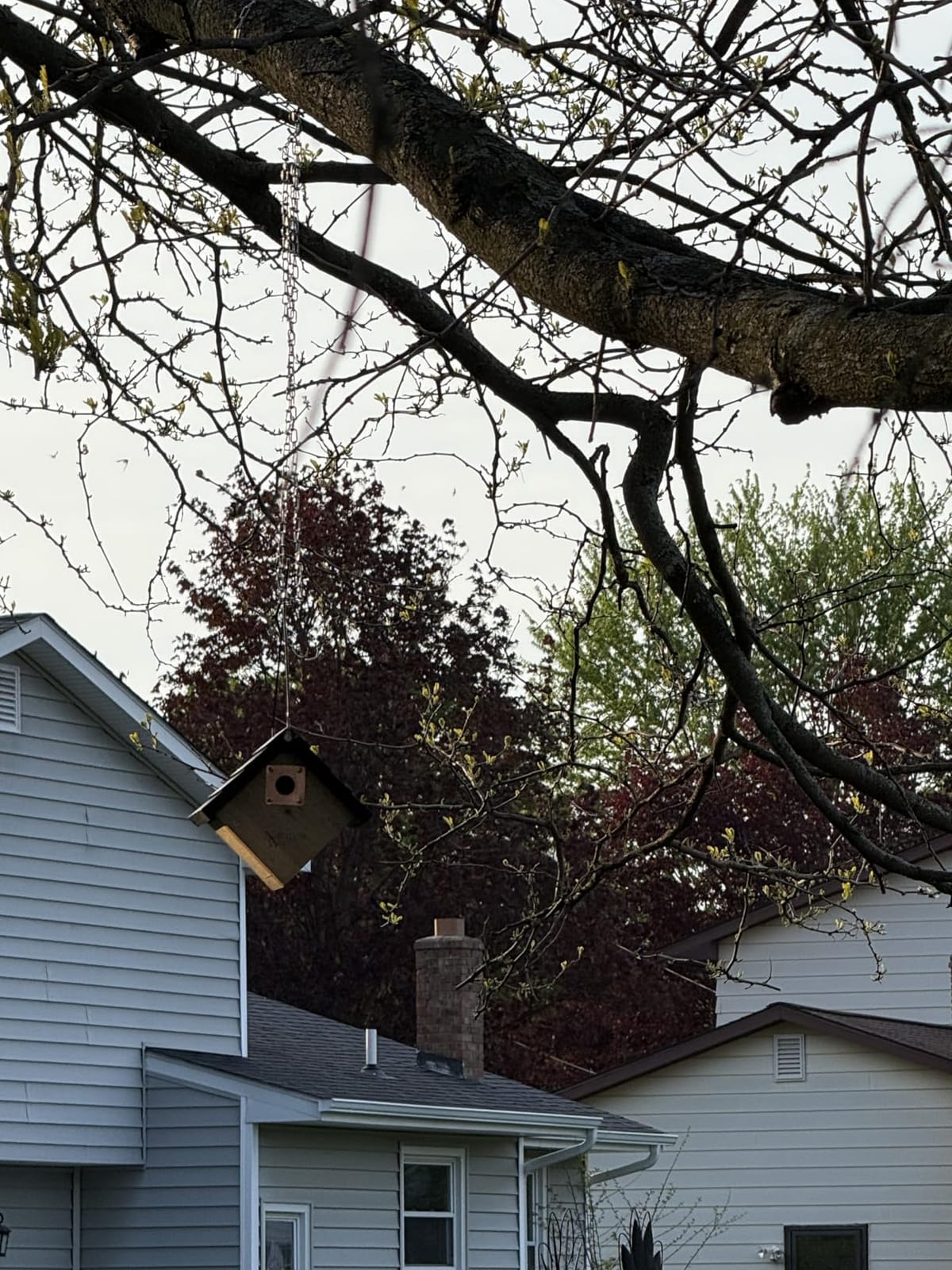 Nature's Way Bird Products CWH1 Cedar Wren House, 8